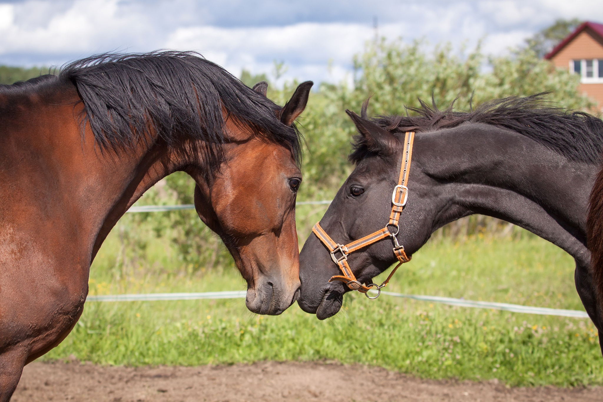 two horses