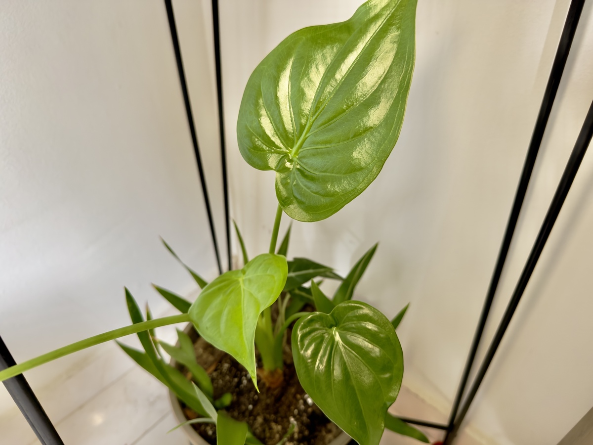 龟背竹叶子发黄