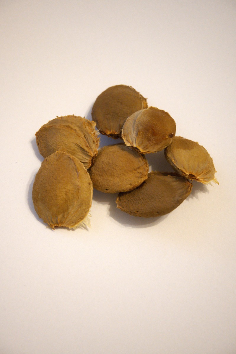 瓜蒌根的功效与作用：清热解毒、利尿消肿、改善肝脏功能