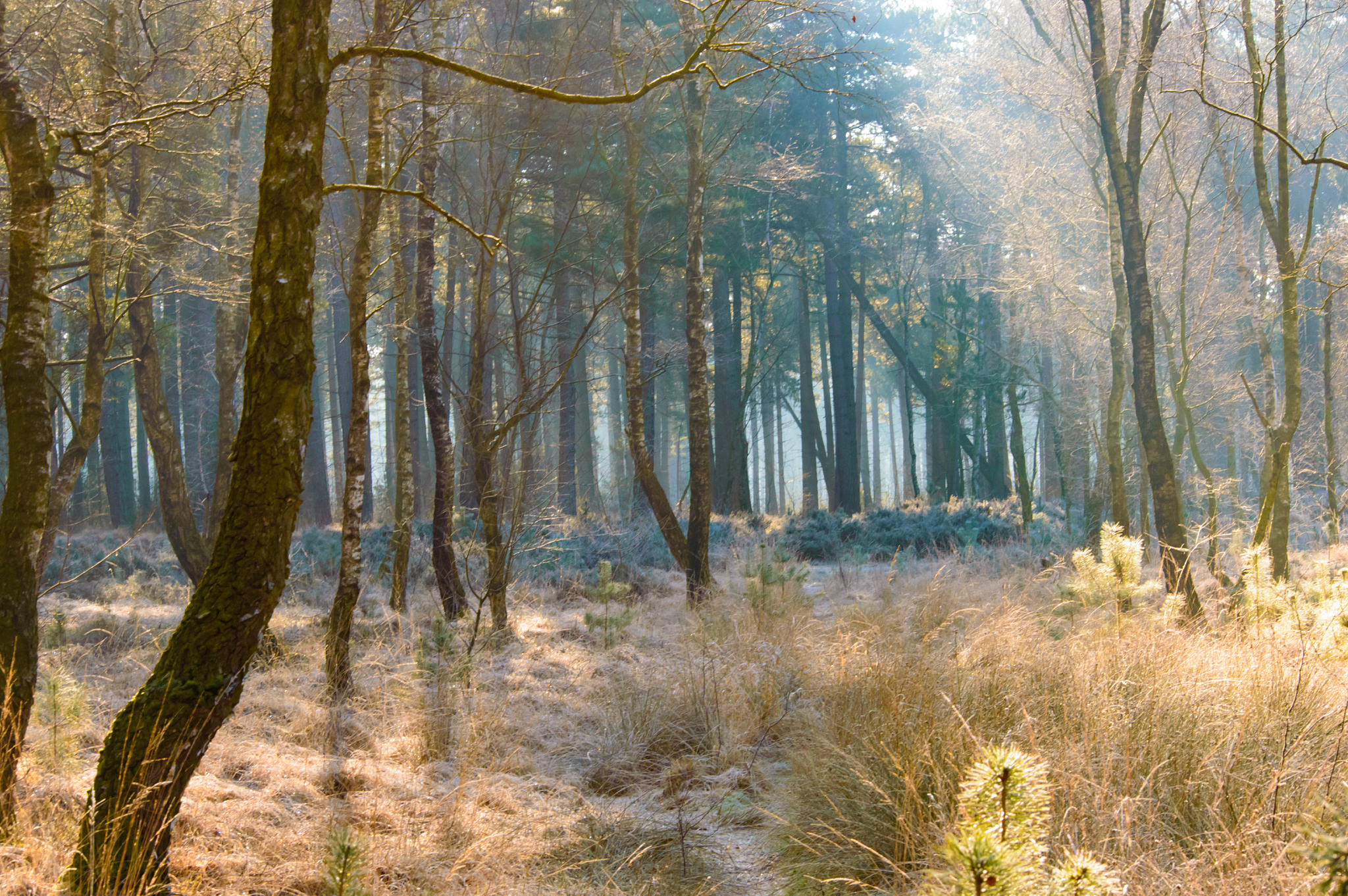 甘肃林业职业技术学院森林和草原资源保护专业可以选择哪些就业方向