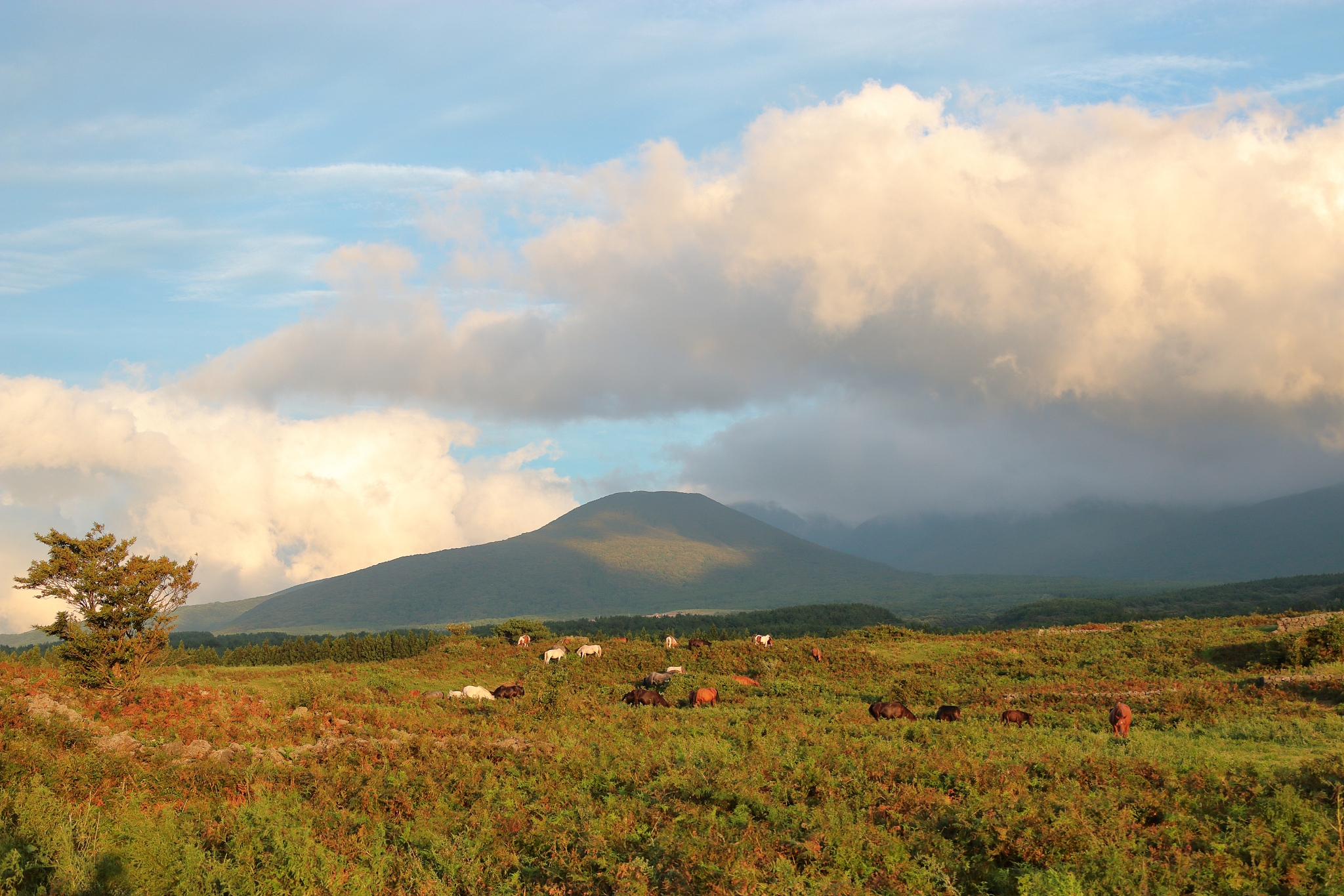 horse pasture, horse, hallasan