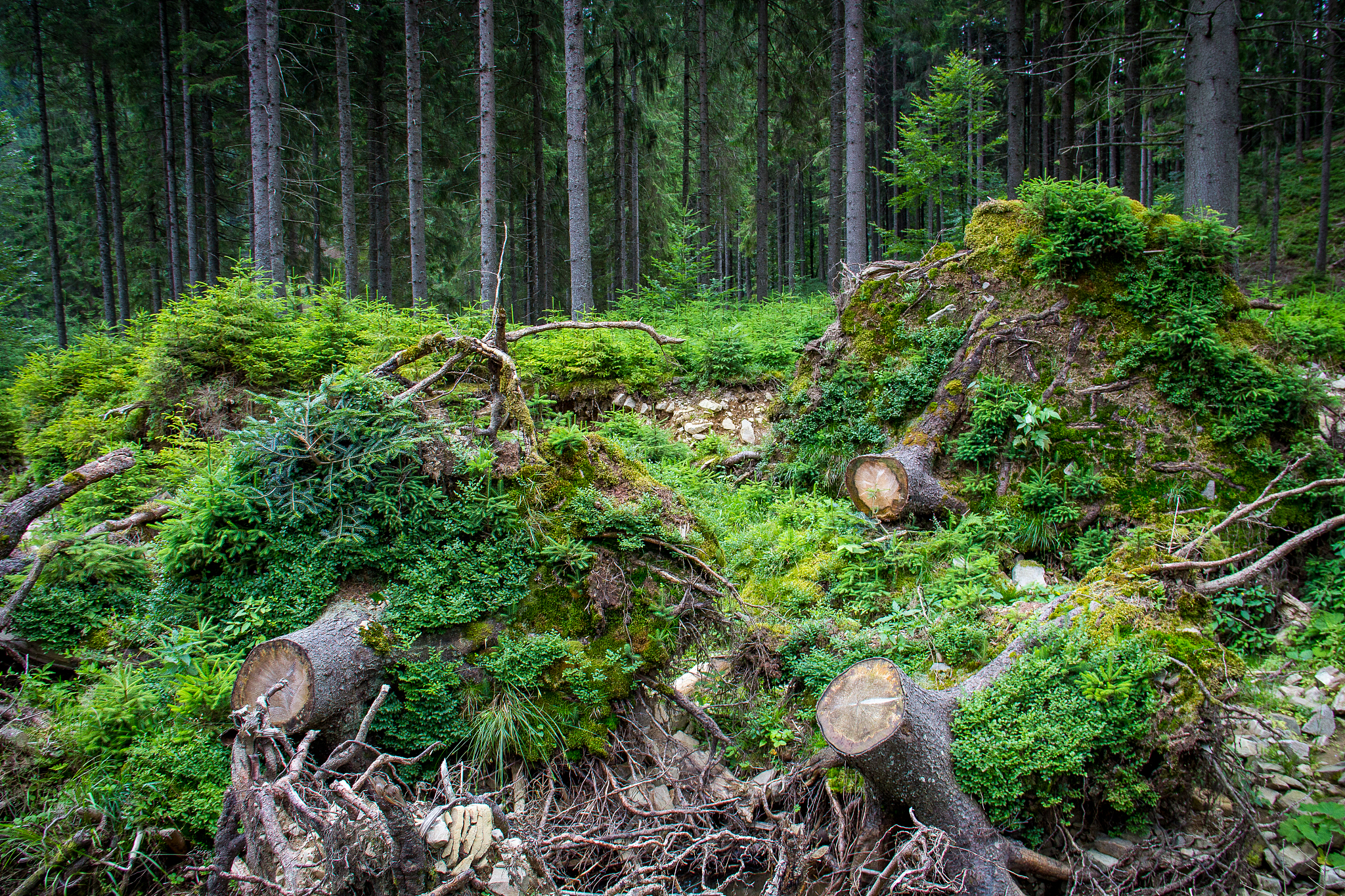 请帮忙改写下这句话：因此缺乏规模较小且重复燃烧的普通苔原火灾观测数据极大地限制了我们对野火对苔原生态系统有机土壤的长期影响的科学认识。