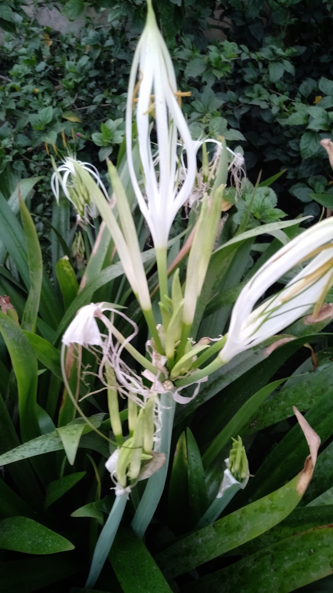 一株巨型蜘蛛百合(crinum asiaticum)的花和植株.