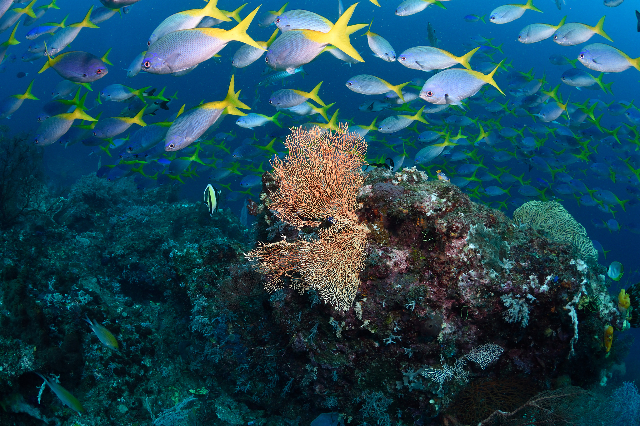 大连海洋学校2021年是否为公办学校？