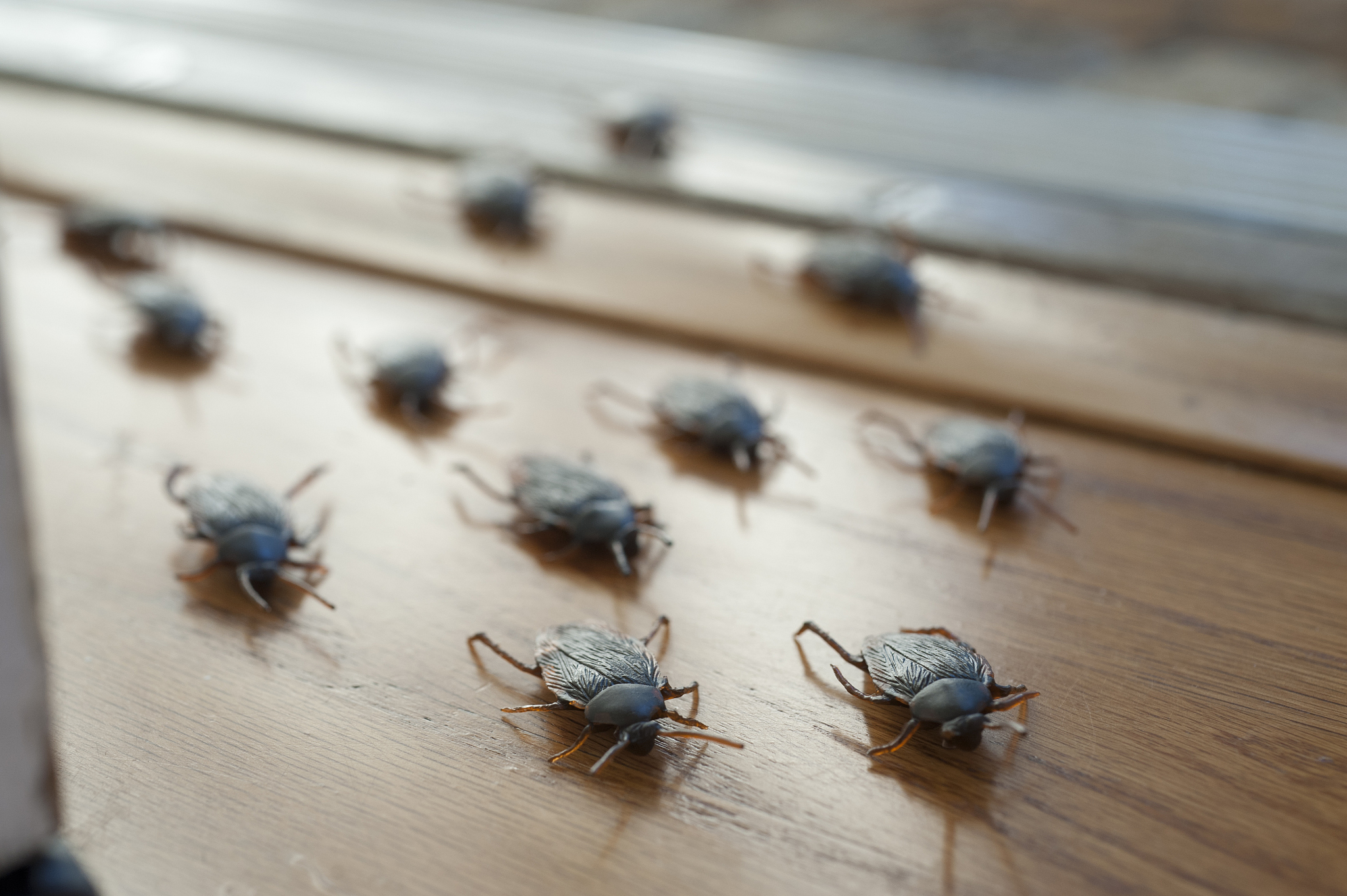 家有蟑螂是什么原因，