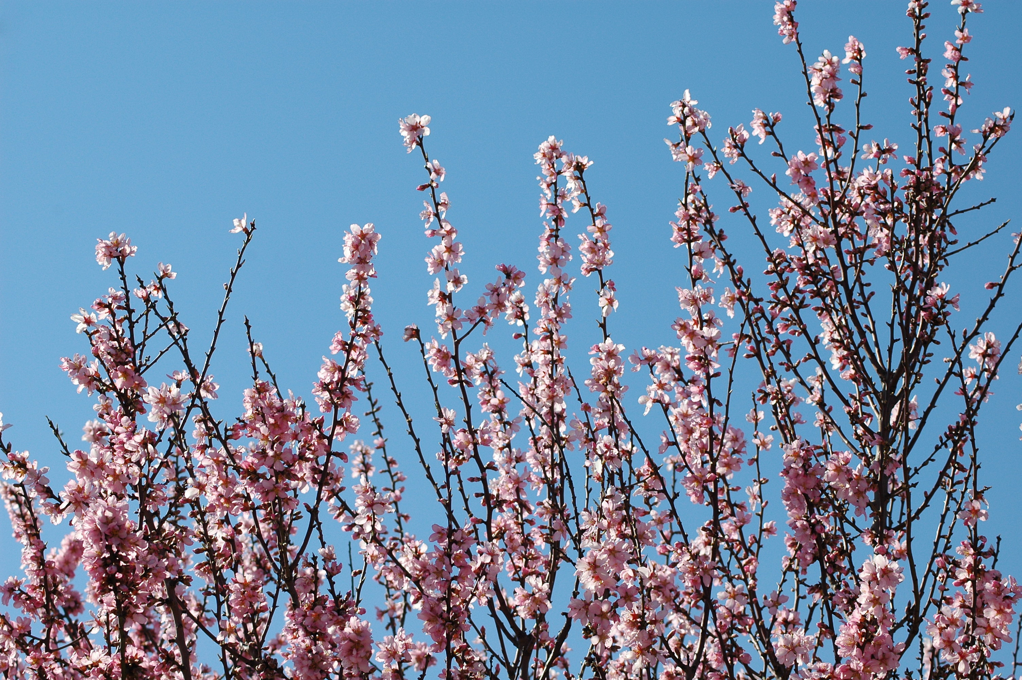 mandelblüte in spanien