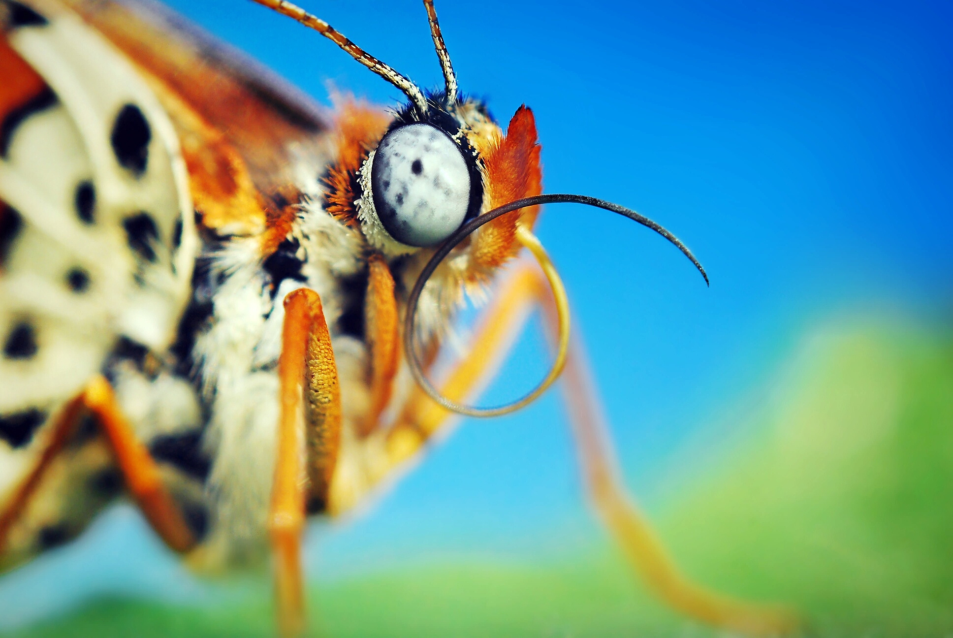 close-up of insect outdoors