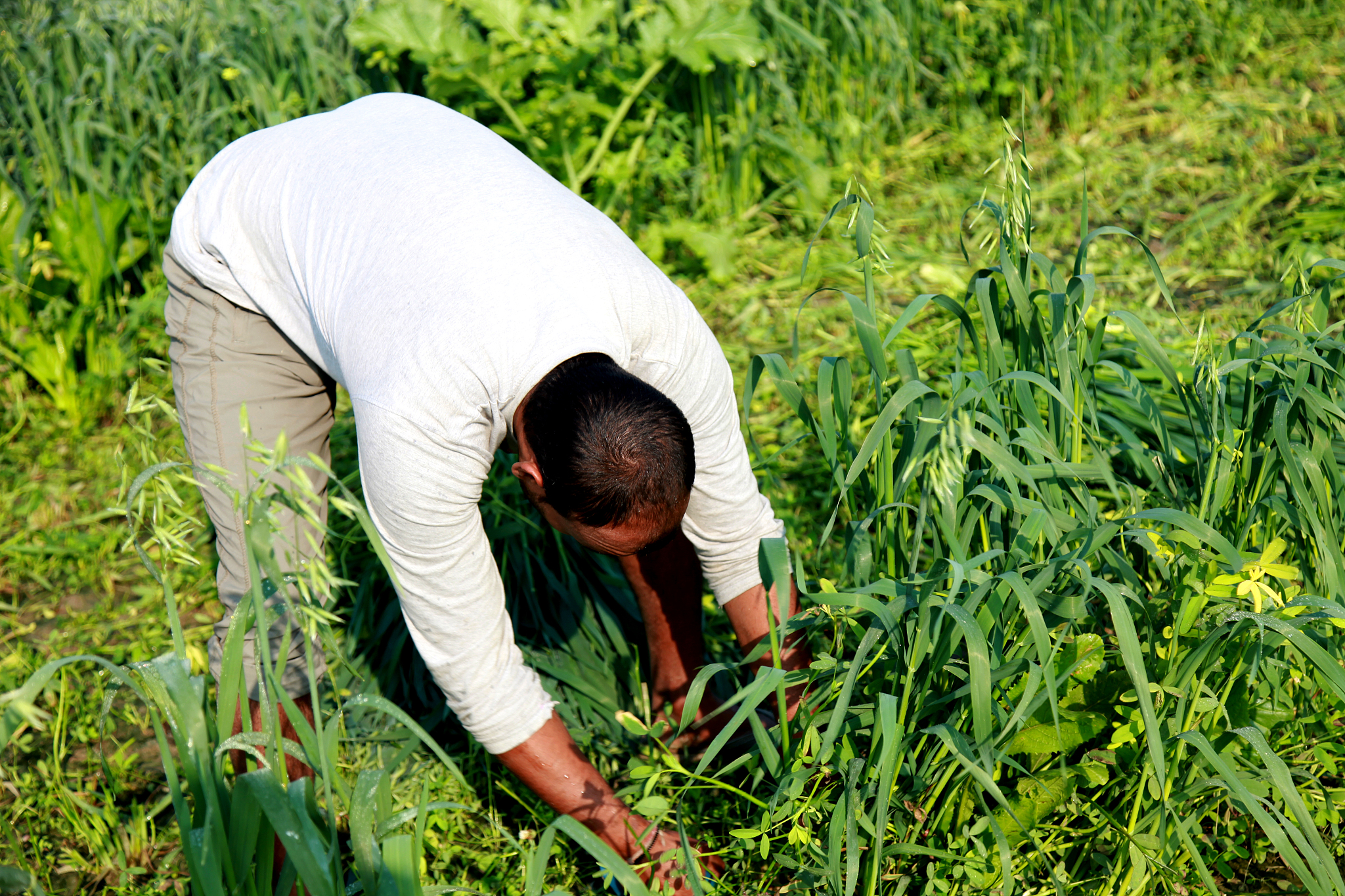 四川省农业广播电视学校农资营销与服务专业到底行不行设有哪些课程