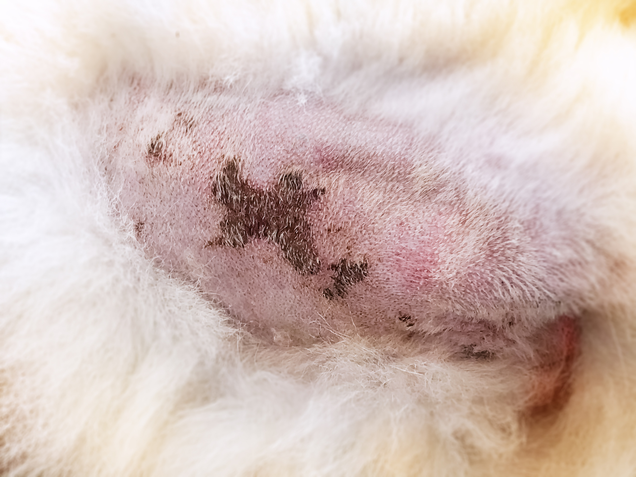 狗狗脚掌细小干裂？专业护理指南，告别干燥和疼痛！