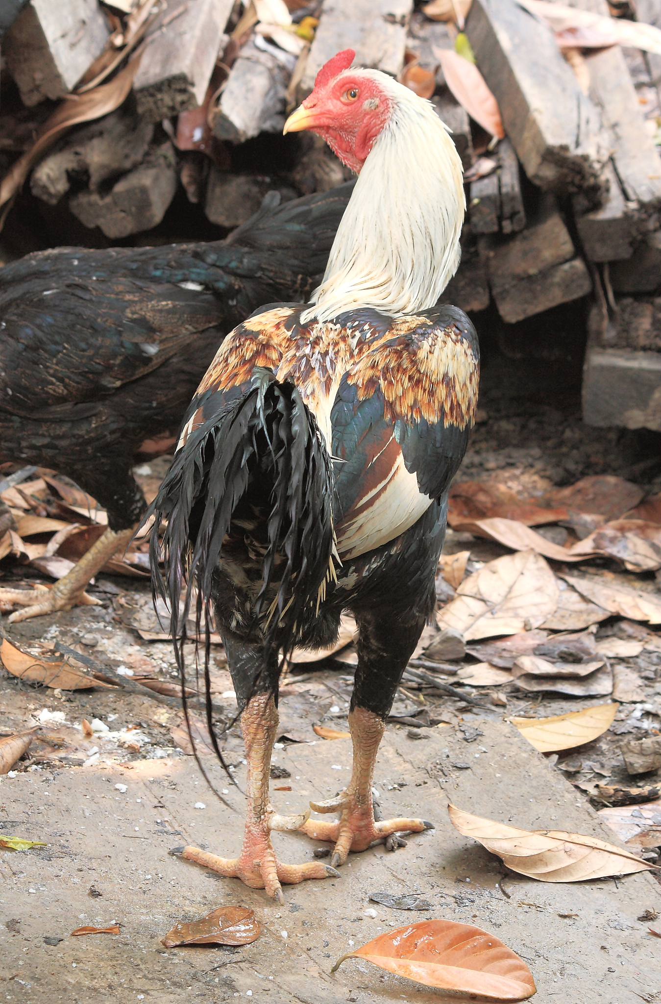 rooster or chicken