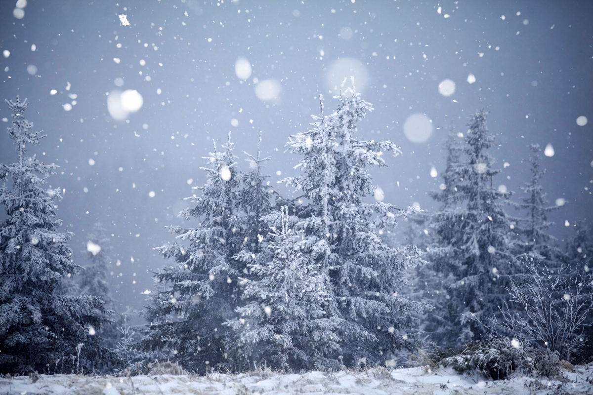 雪是冬日的情书轻轻地从天空飘落覆盖了大地的每一个角落
