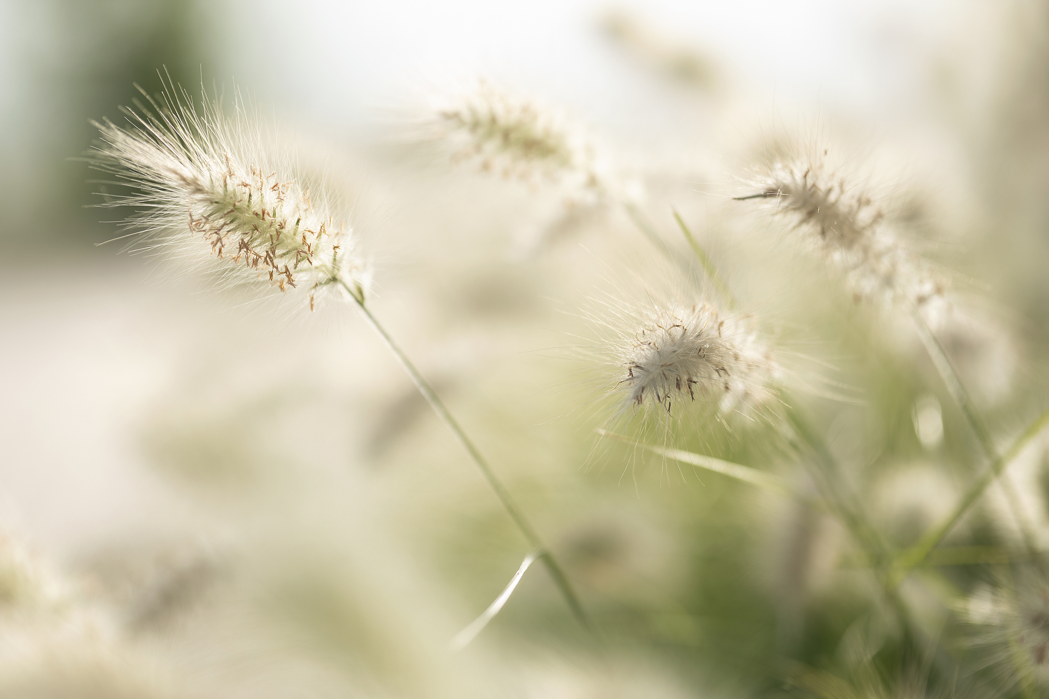 plant background