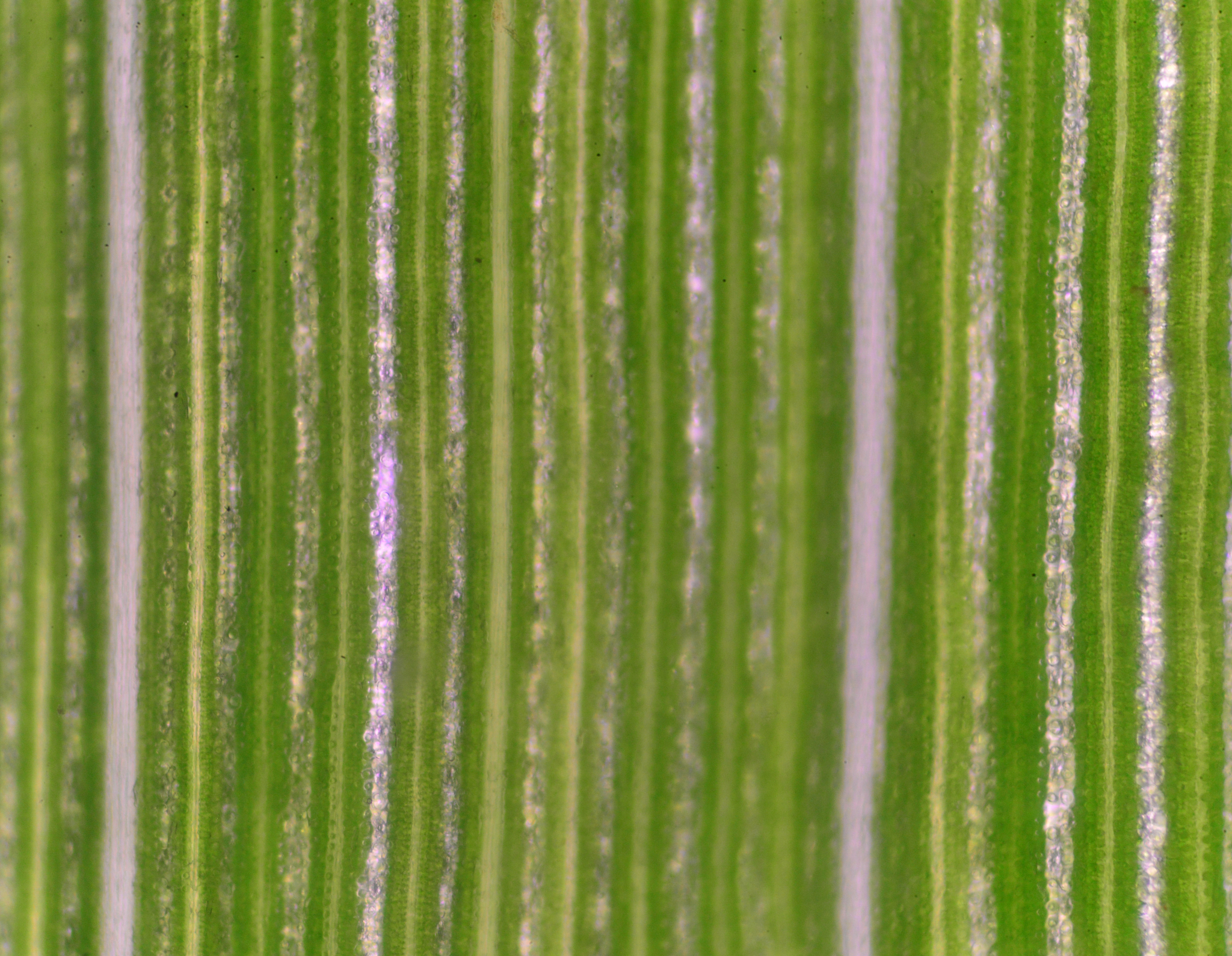 嫩绿的油菜幼叶在光照下会慢慢变绿可推测该油菜幼叶叶肉细胞中的叶绿素明显增多还是叶绿体明显增多