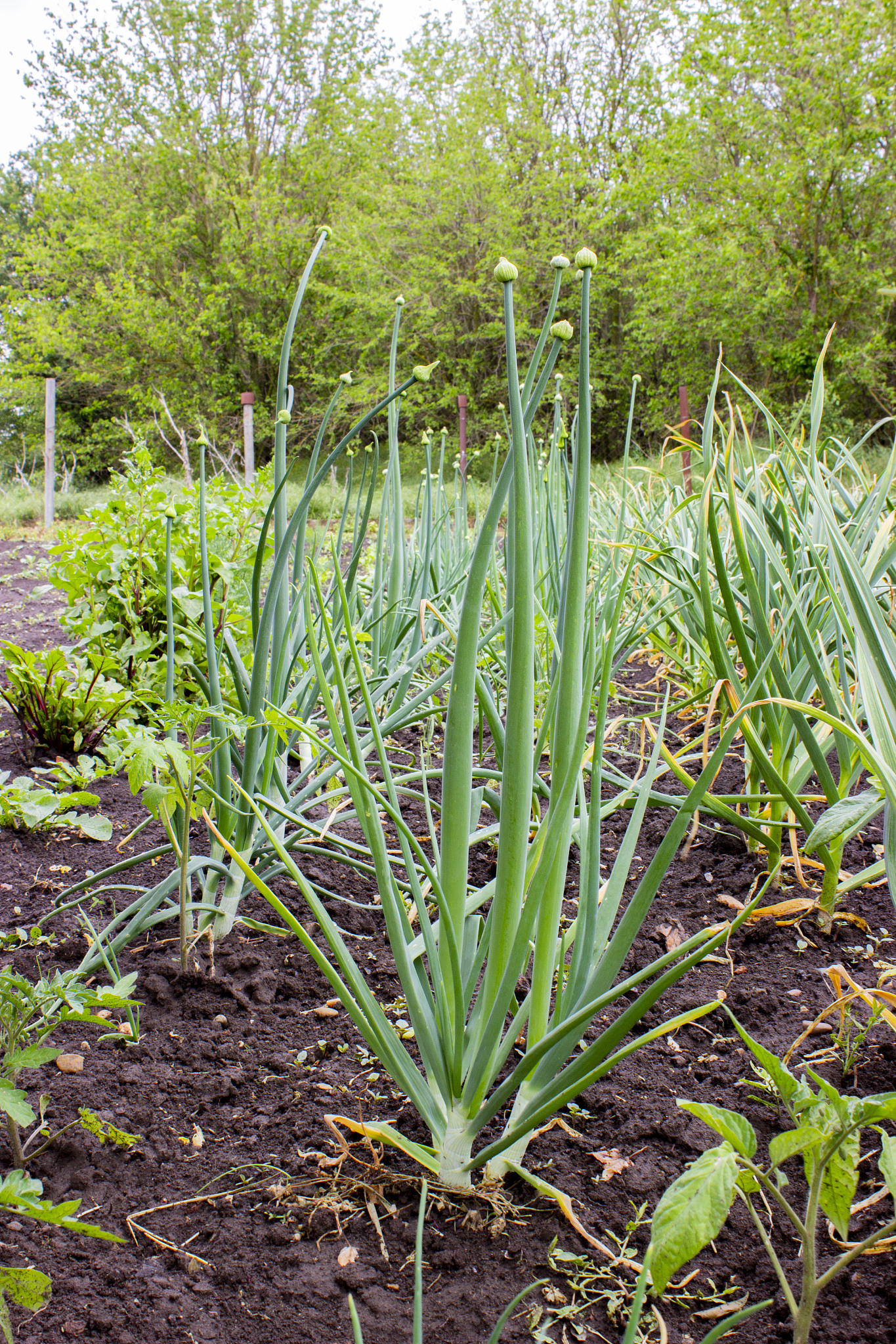 green young onions in the garden bed. lush feathery leaves on th
