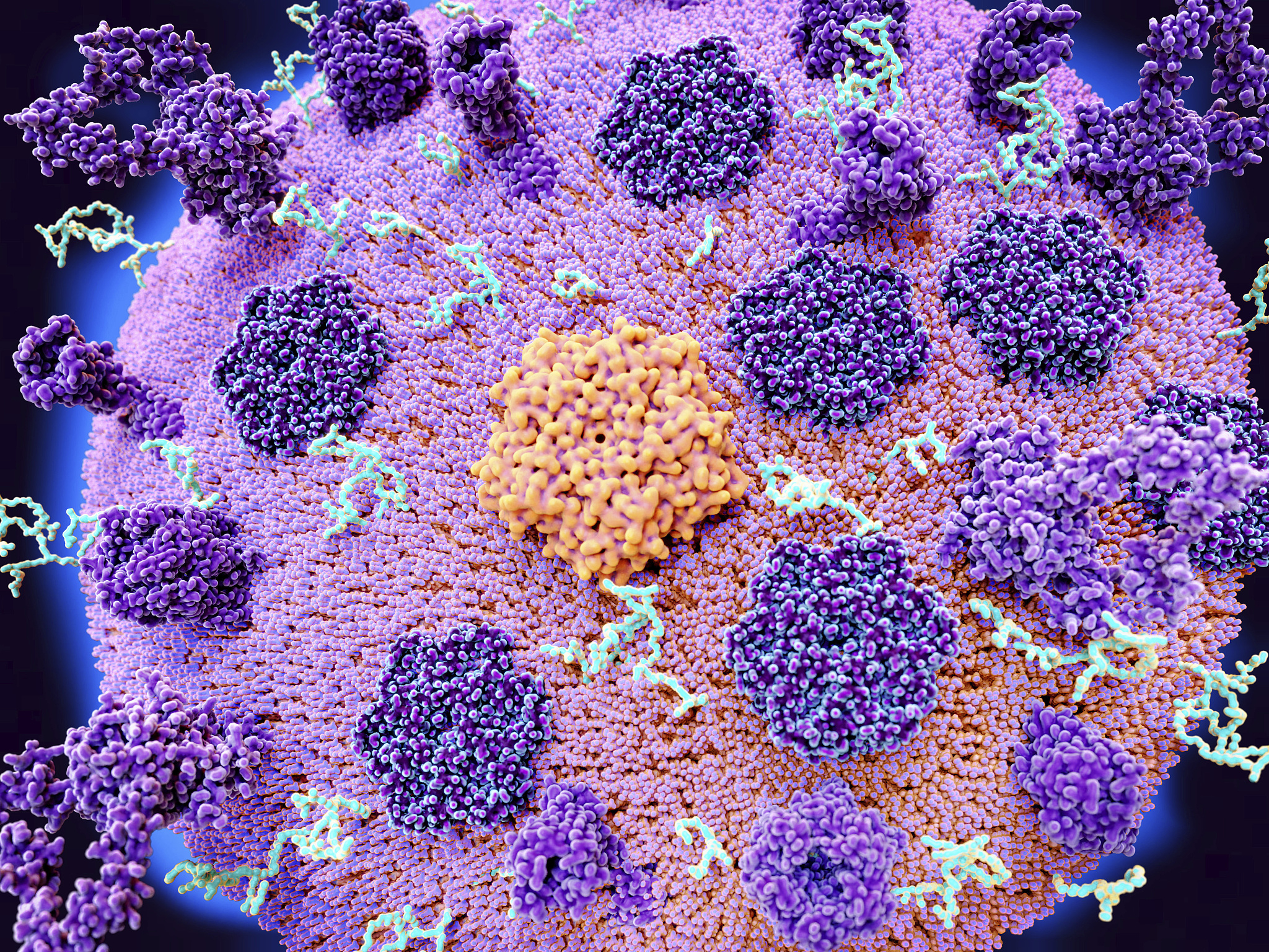 脂锚定蛋白是什么