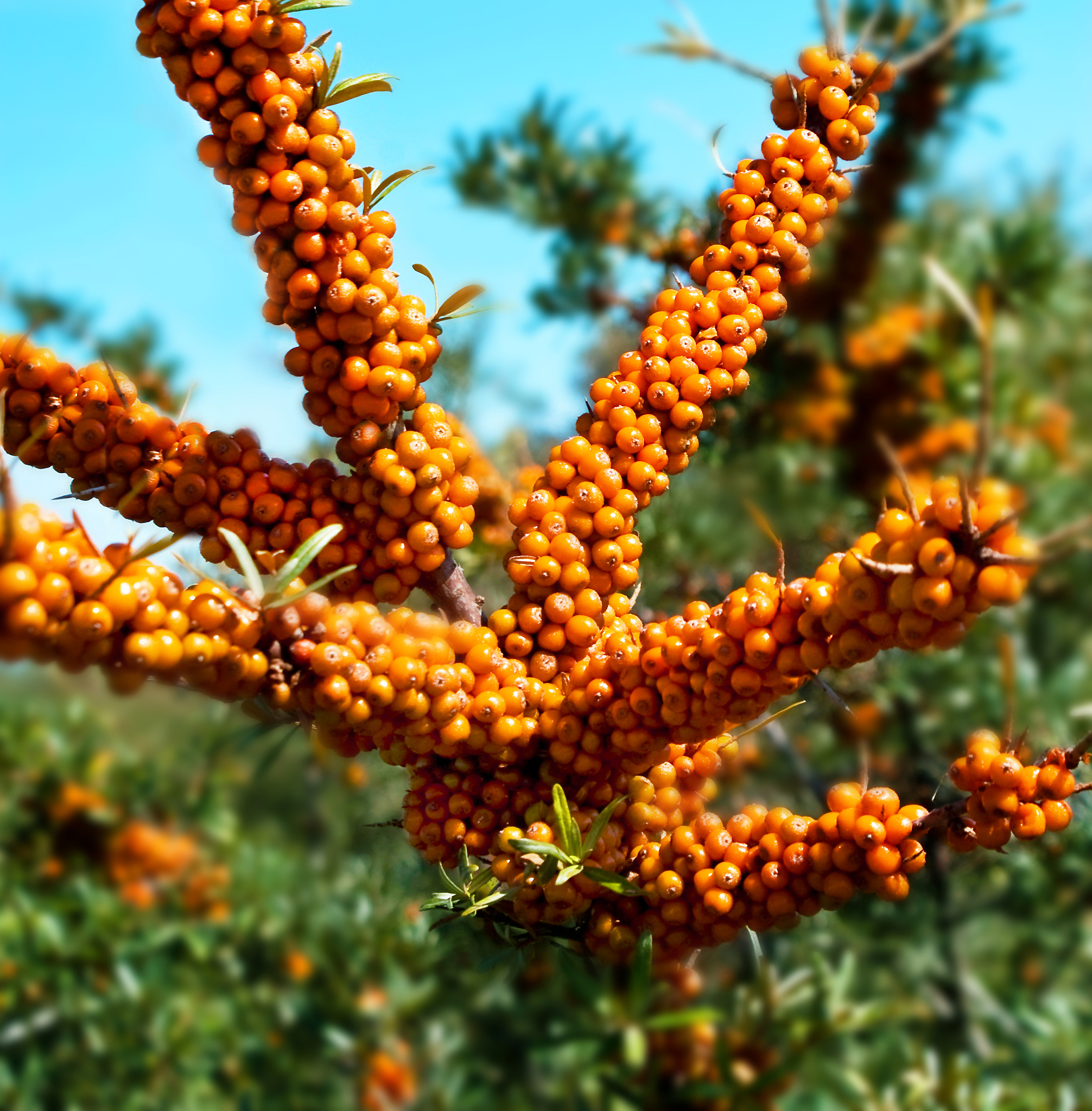 沙棘怎么读的功效与作用