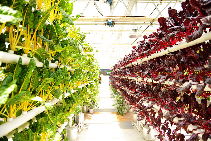 现代农艺技术专业就业方向：前景广阔，待遇优厚