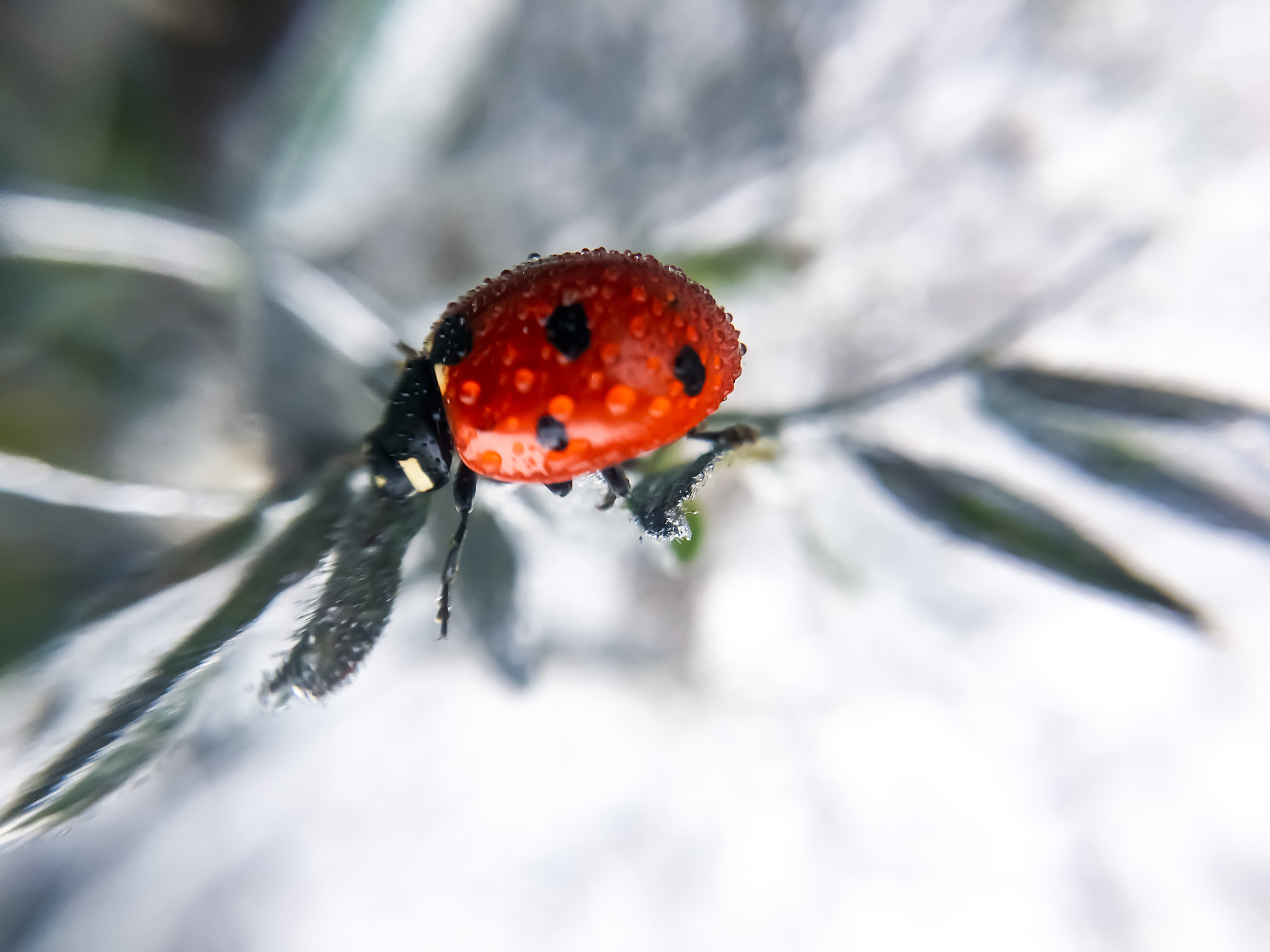 ladybug - stock image