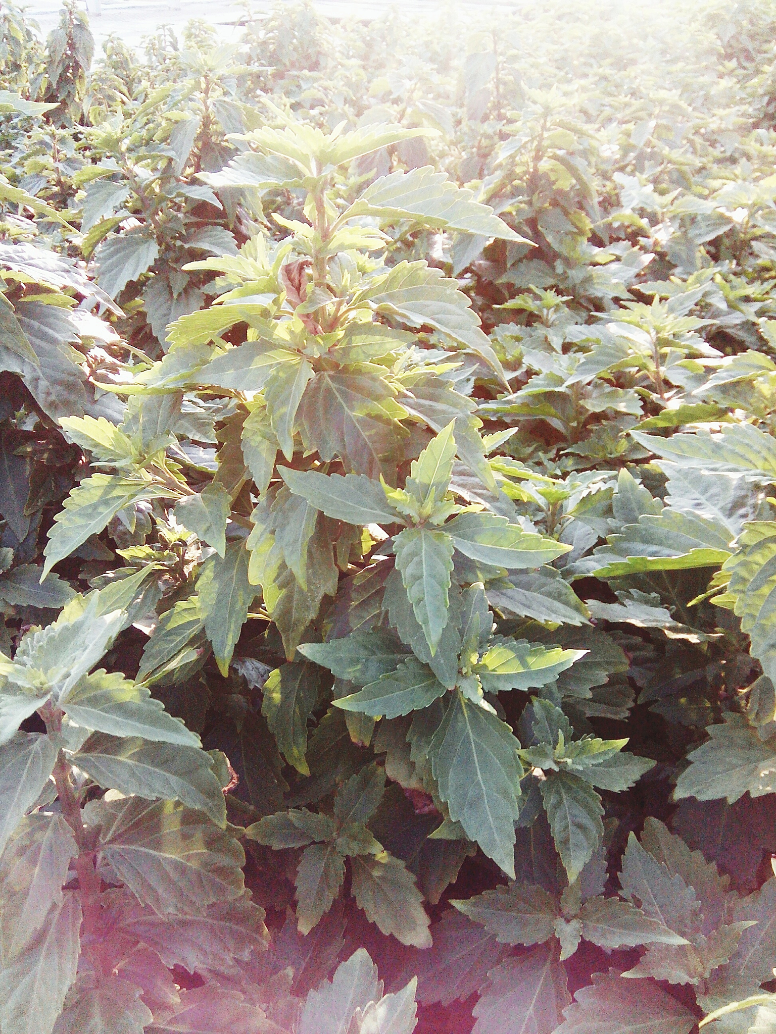 南非植物学杂志 (South African Journal of Botany) 投稿指南：详细收稿要求