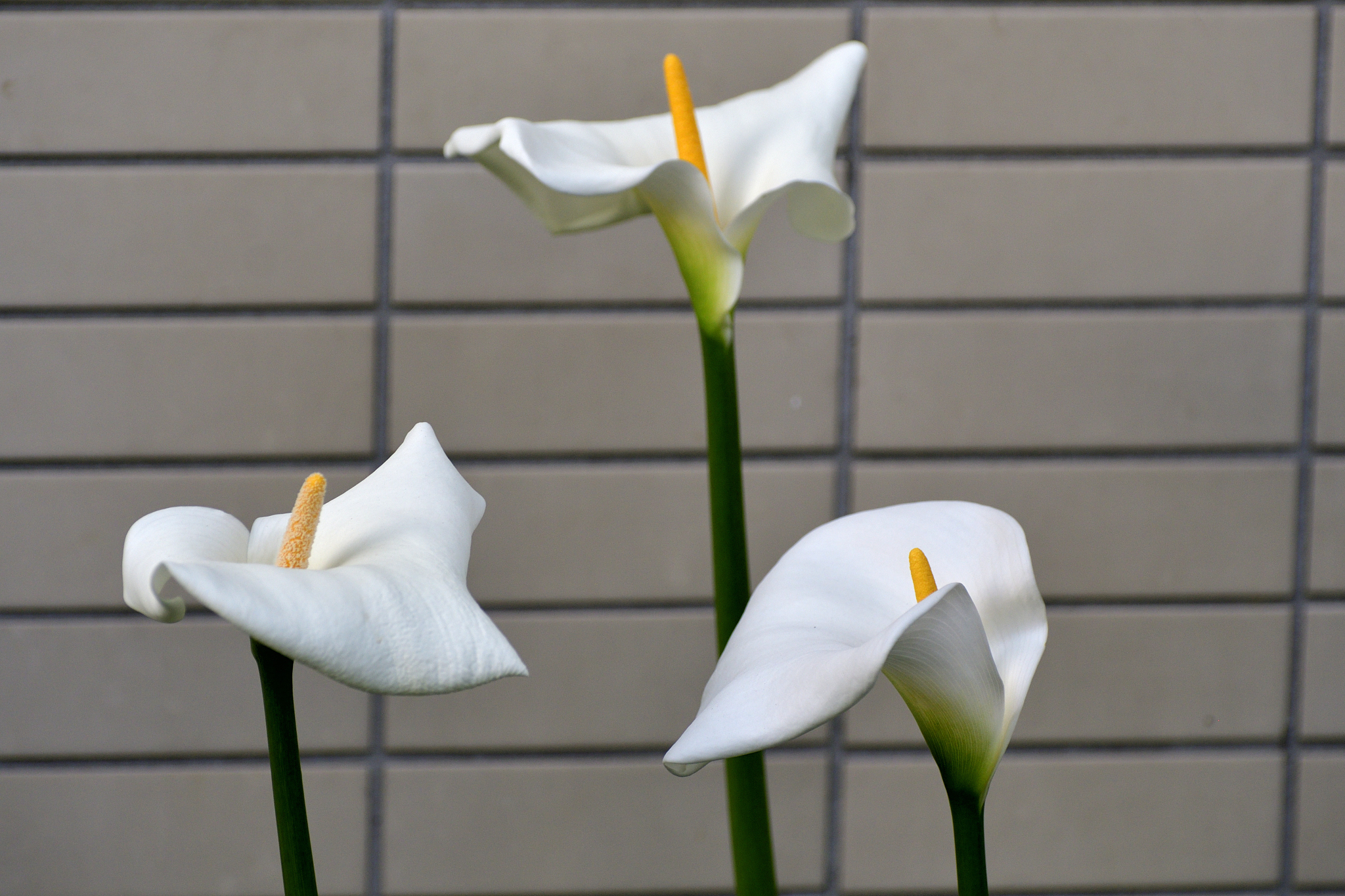 马蹄莲开放方式拟人句