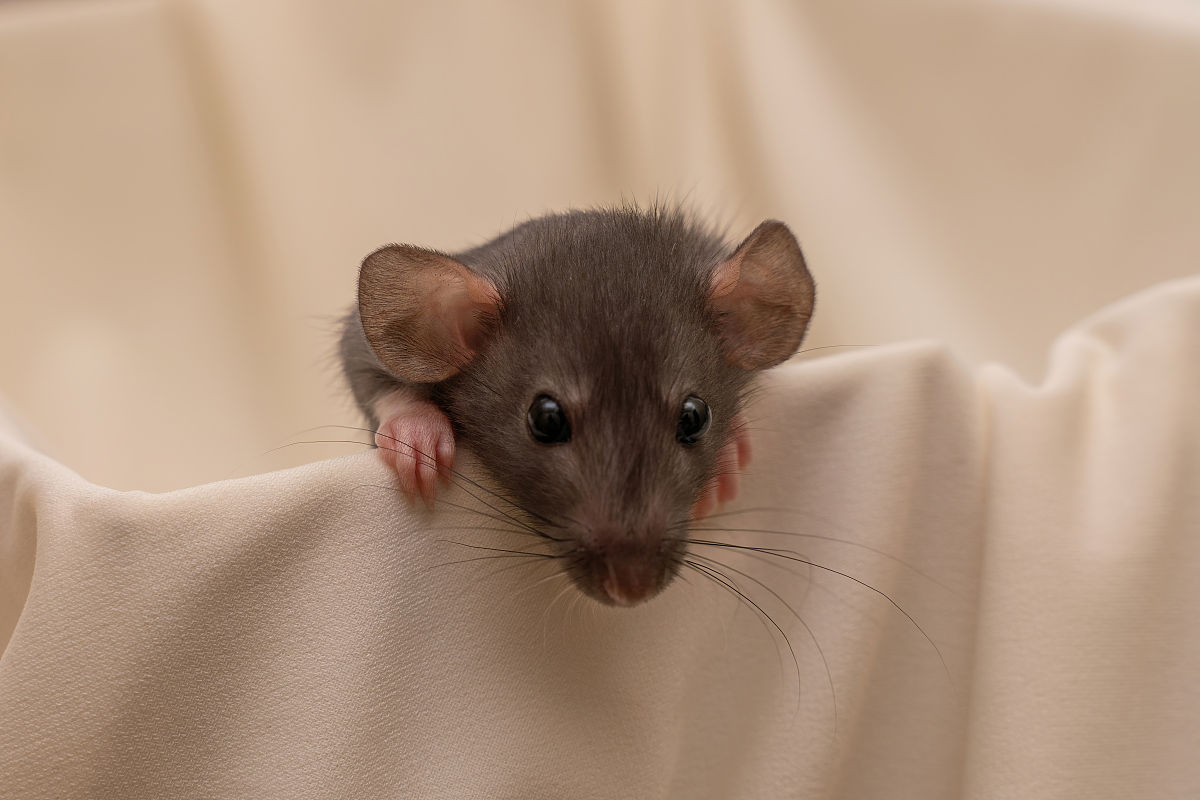 讲个有趣的睡前故事