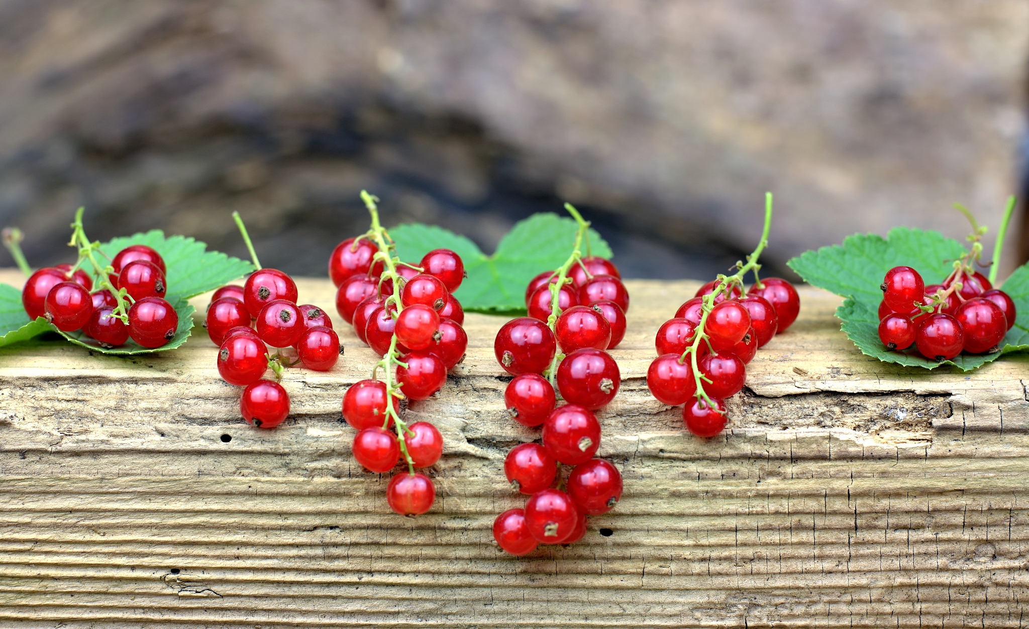 fresh,ripe and healthy red currants.