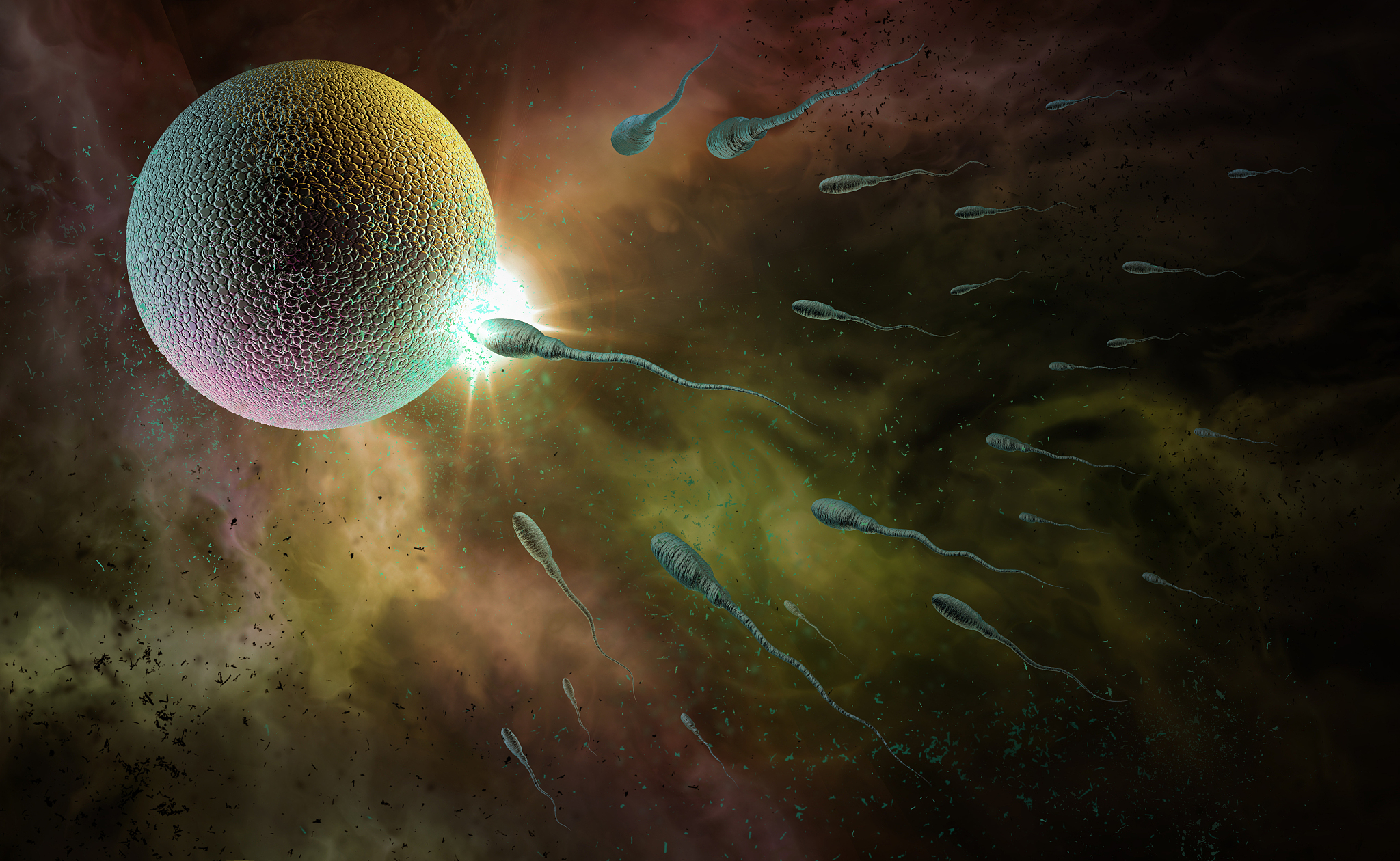 sperm and egg