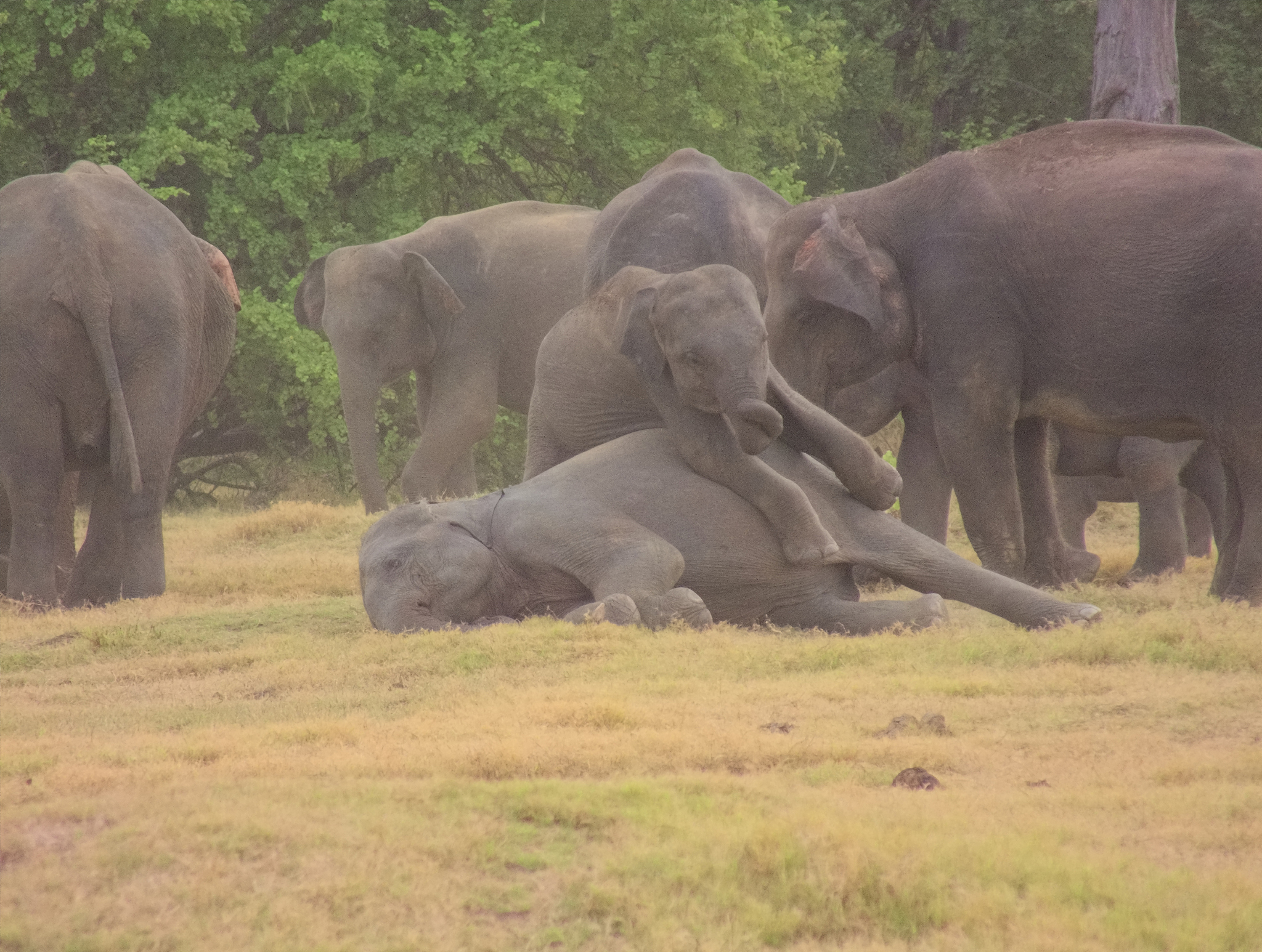 云南现43头野生亚洲象群！种群恢复成果显著