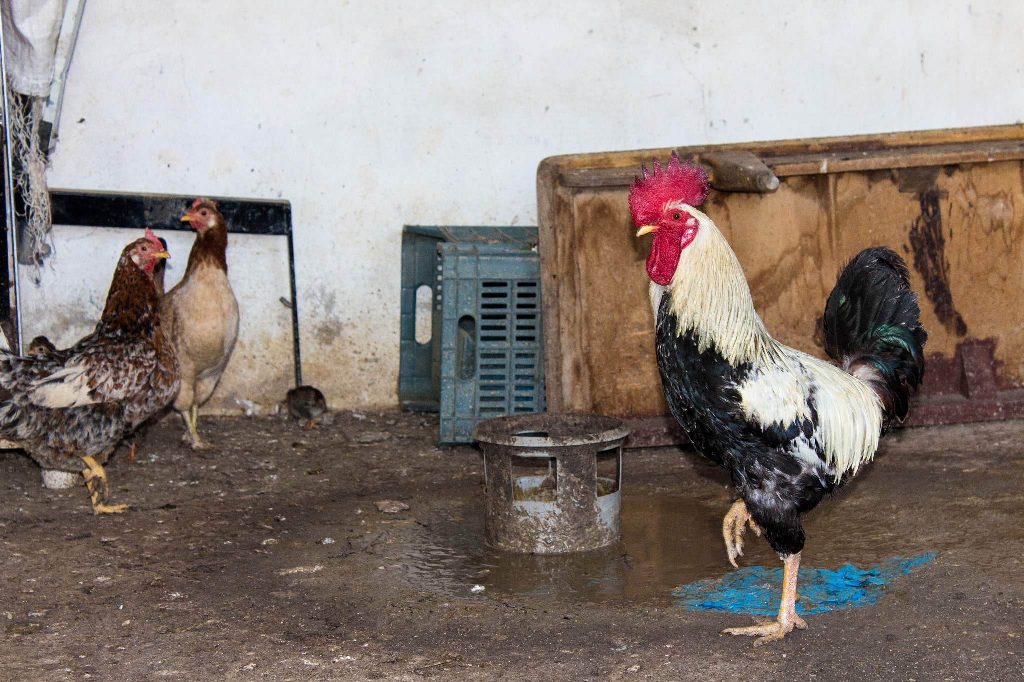 chicken