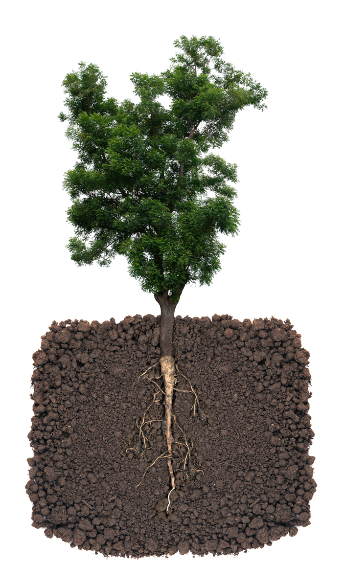 植物根系吸收养分受阻：导致生长缓慢的原因