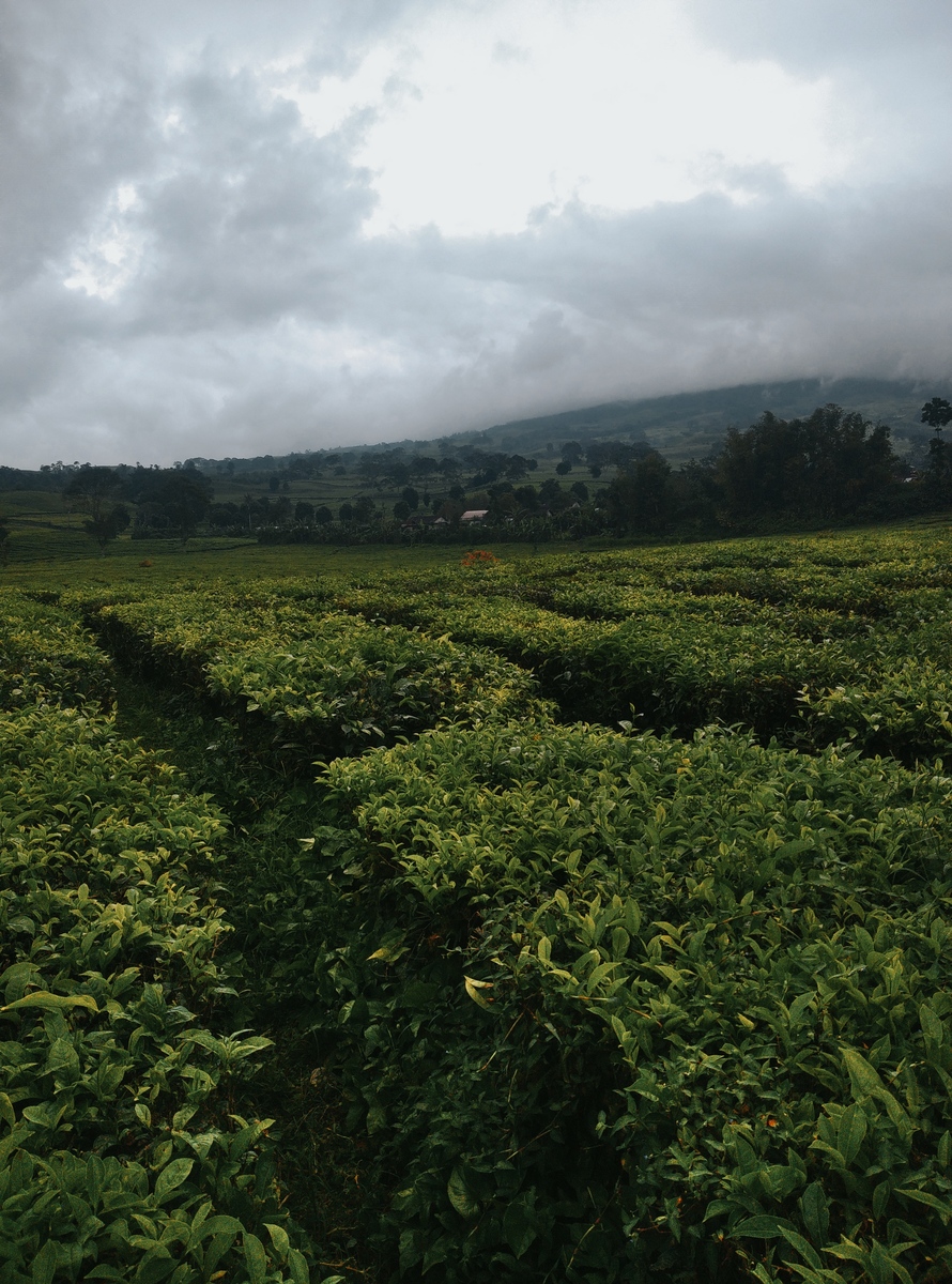 智慧茶园：利用科技提升茶叶种植和生产