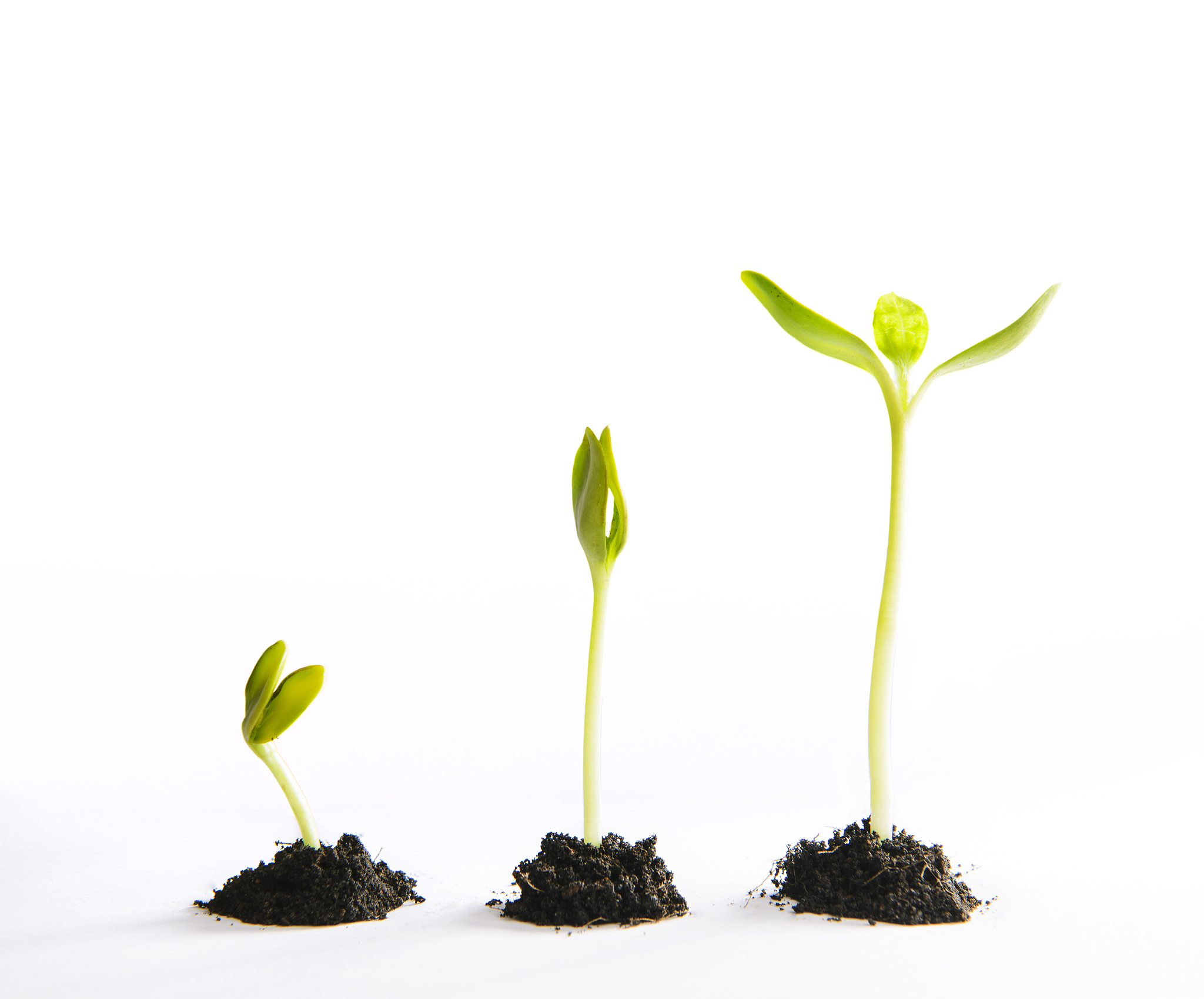 2个月大的幼苗的翻译