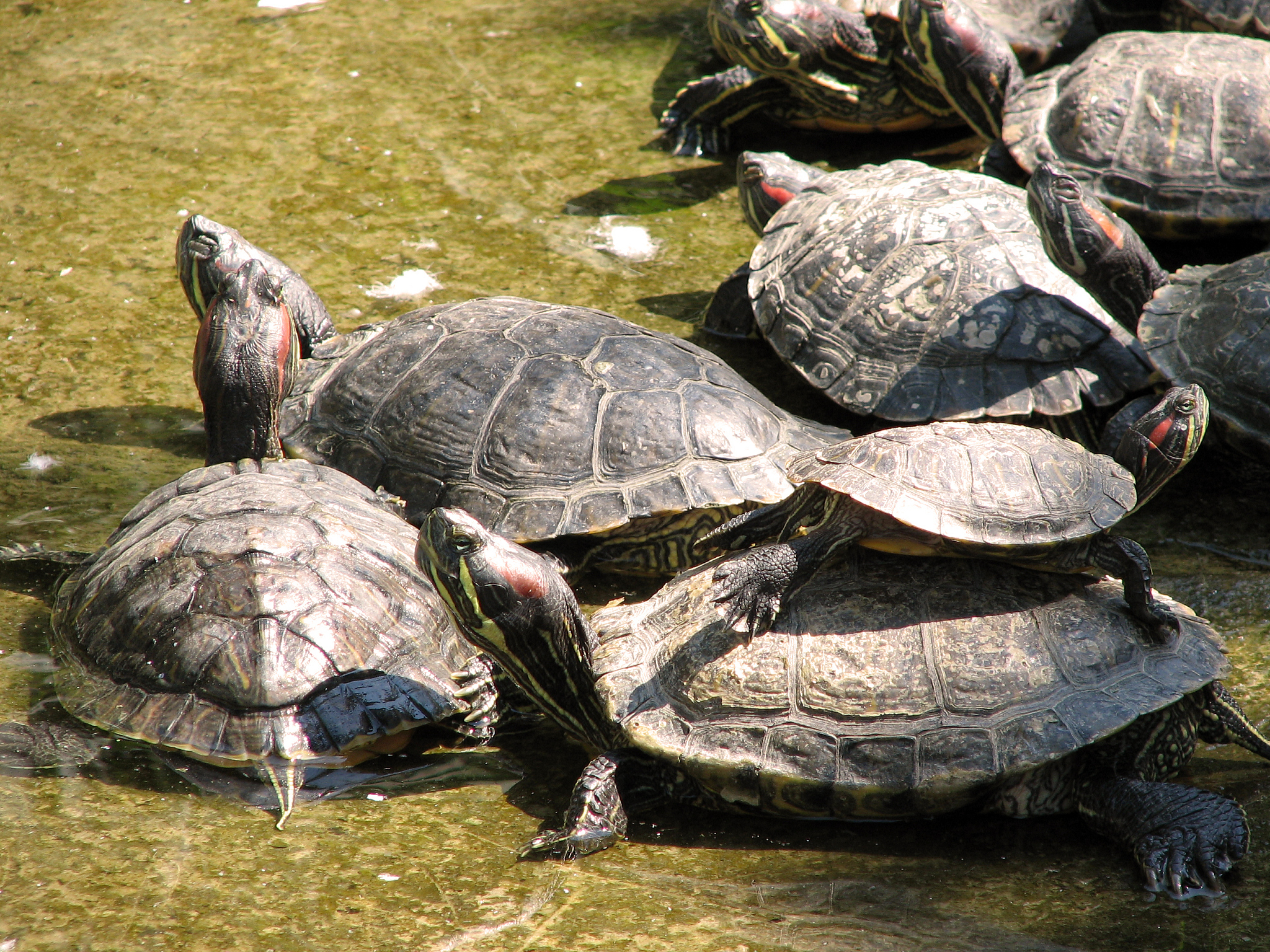 turtle