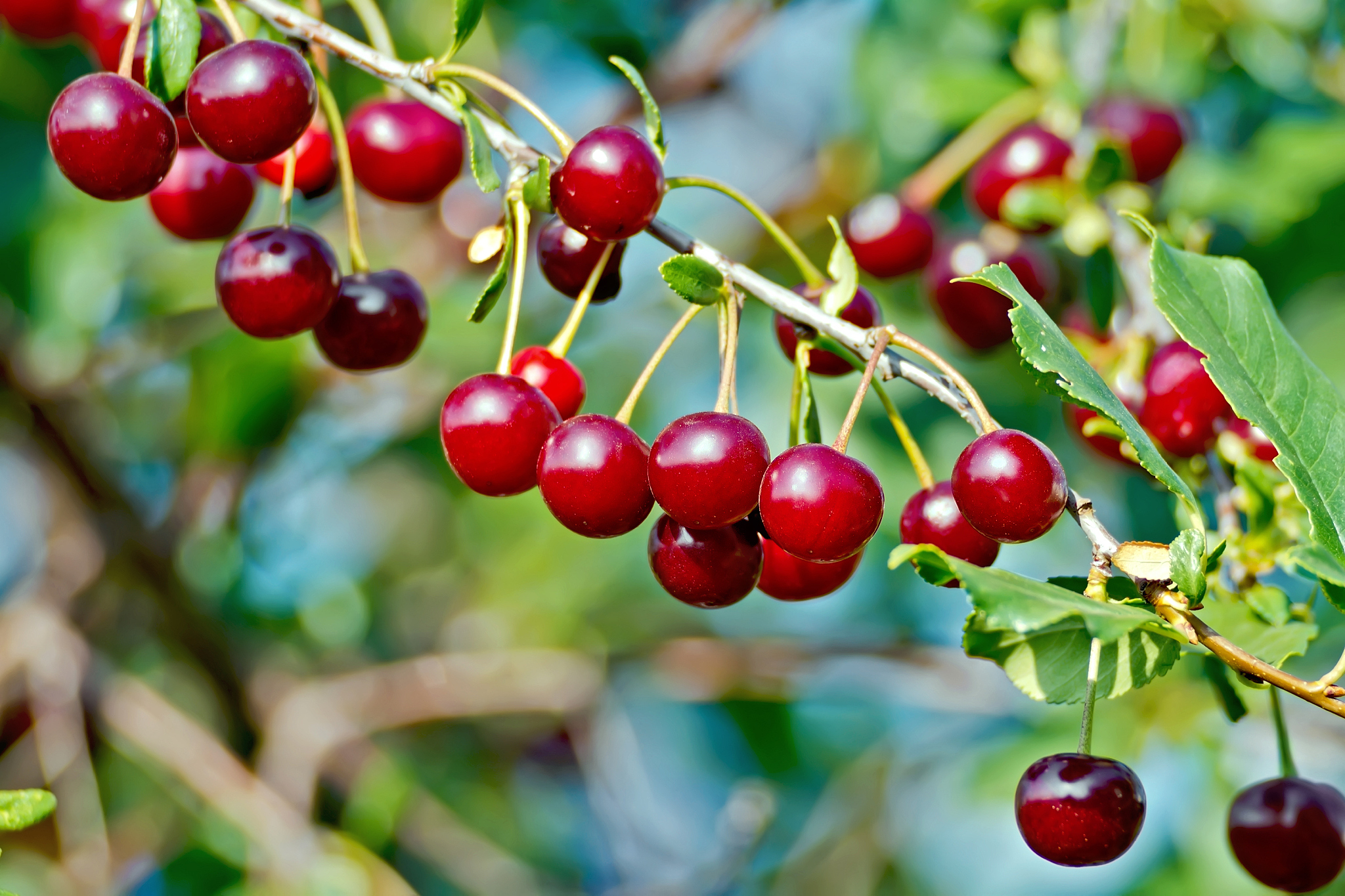 cherries red on branch and sky