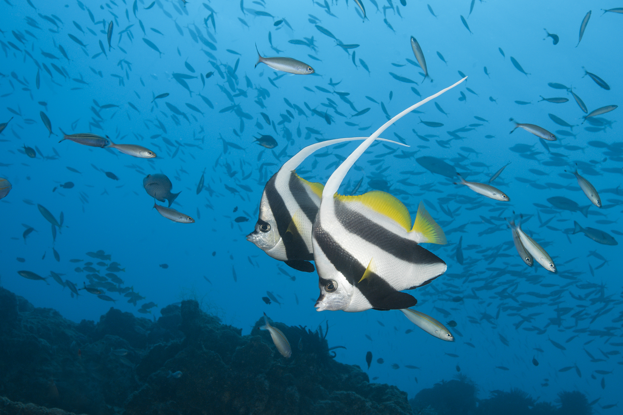 pair of longfin bannerfish, heniochus acuminatus, great barrier 