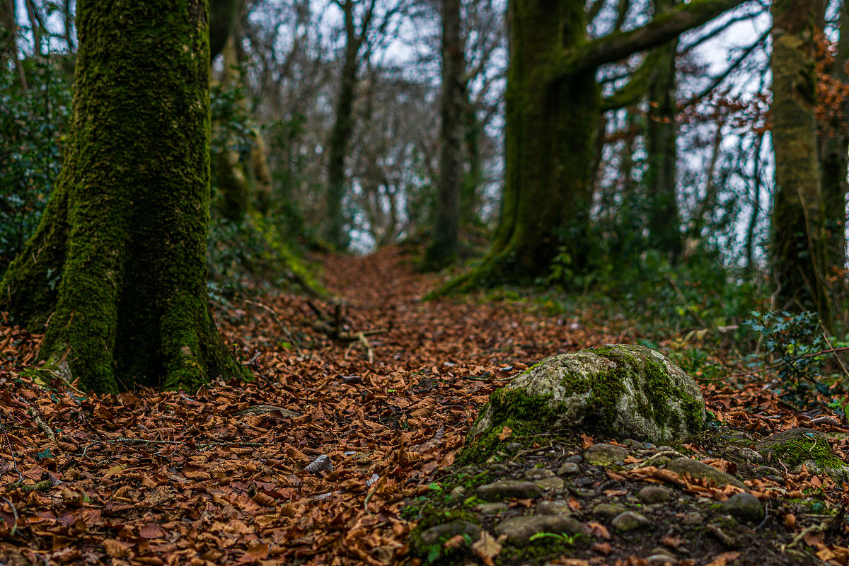 长沙林地分等定级依据