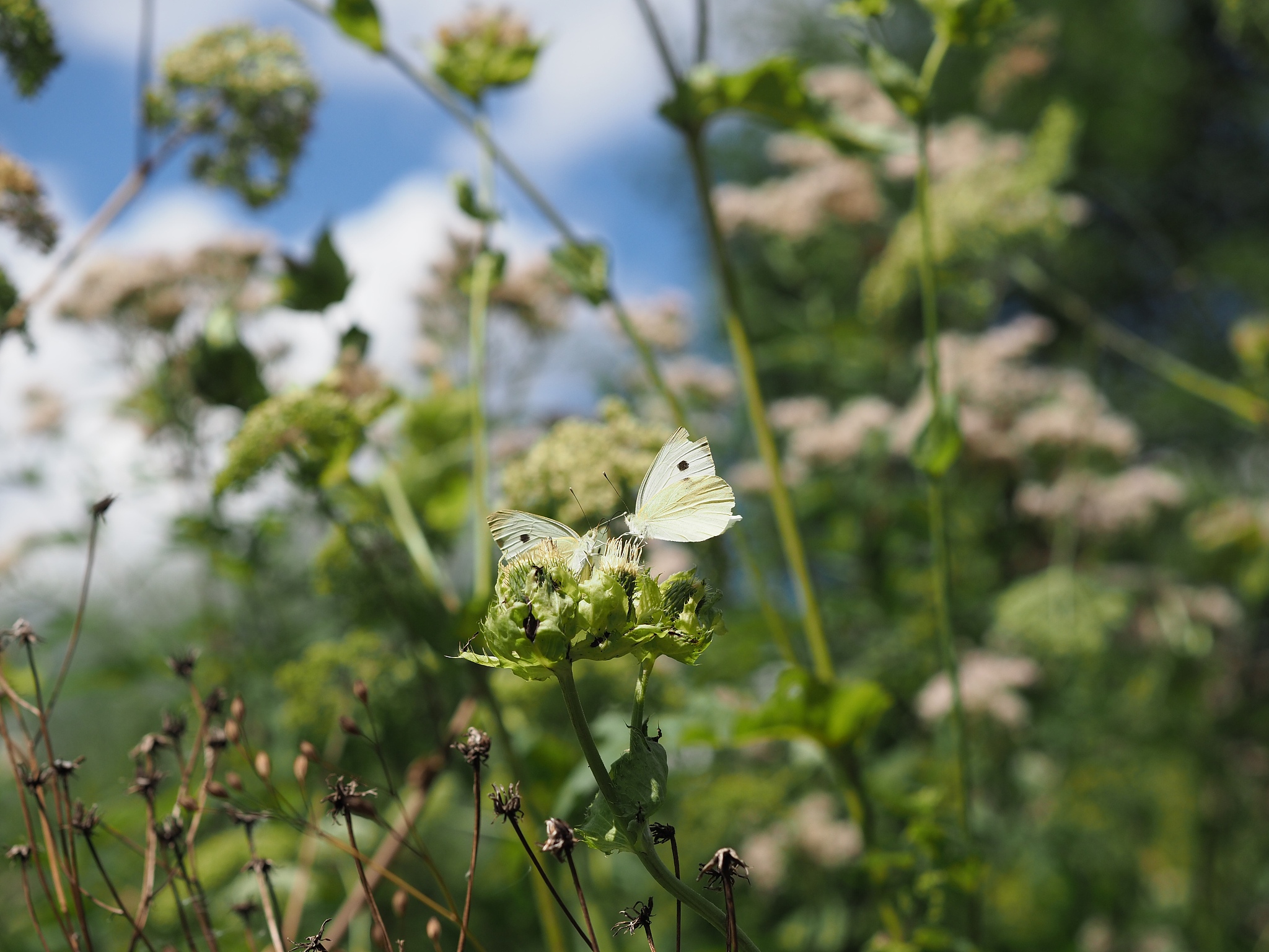 zwei schmetterlinge kmpfen um blüte - two butterflies fight for