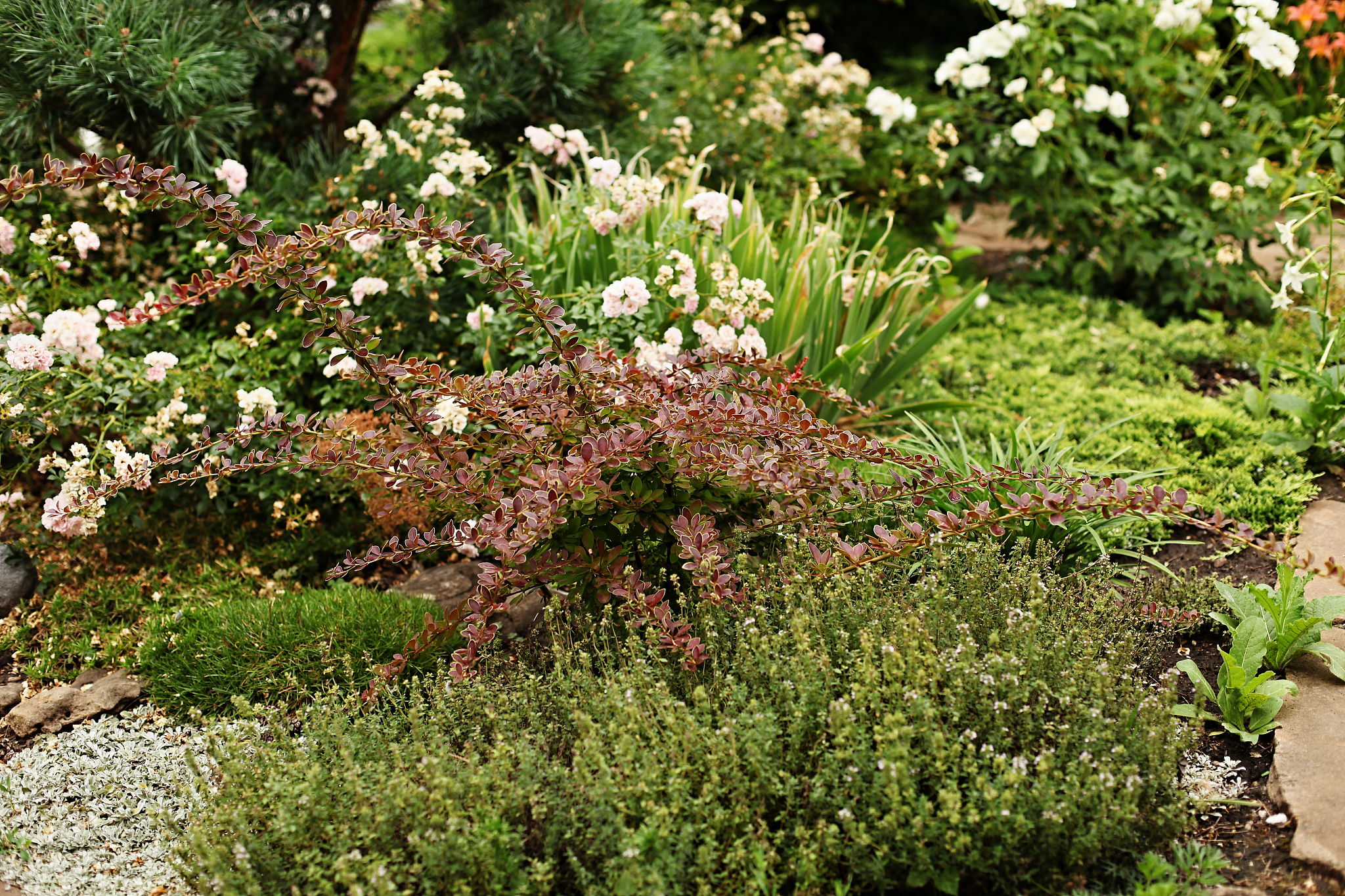 菱叶绣线菊菱叶绣线菊学名为Chrysanthemum coronarium L是一种花菜类植物属于菊科植物。它是一种多年生草本植物可以生长到50厘米高。它的茎上有分枝叶子呈菱形或椭圆形而且通常有缺口边菱叶绣线菊果的特点