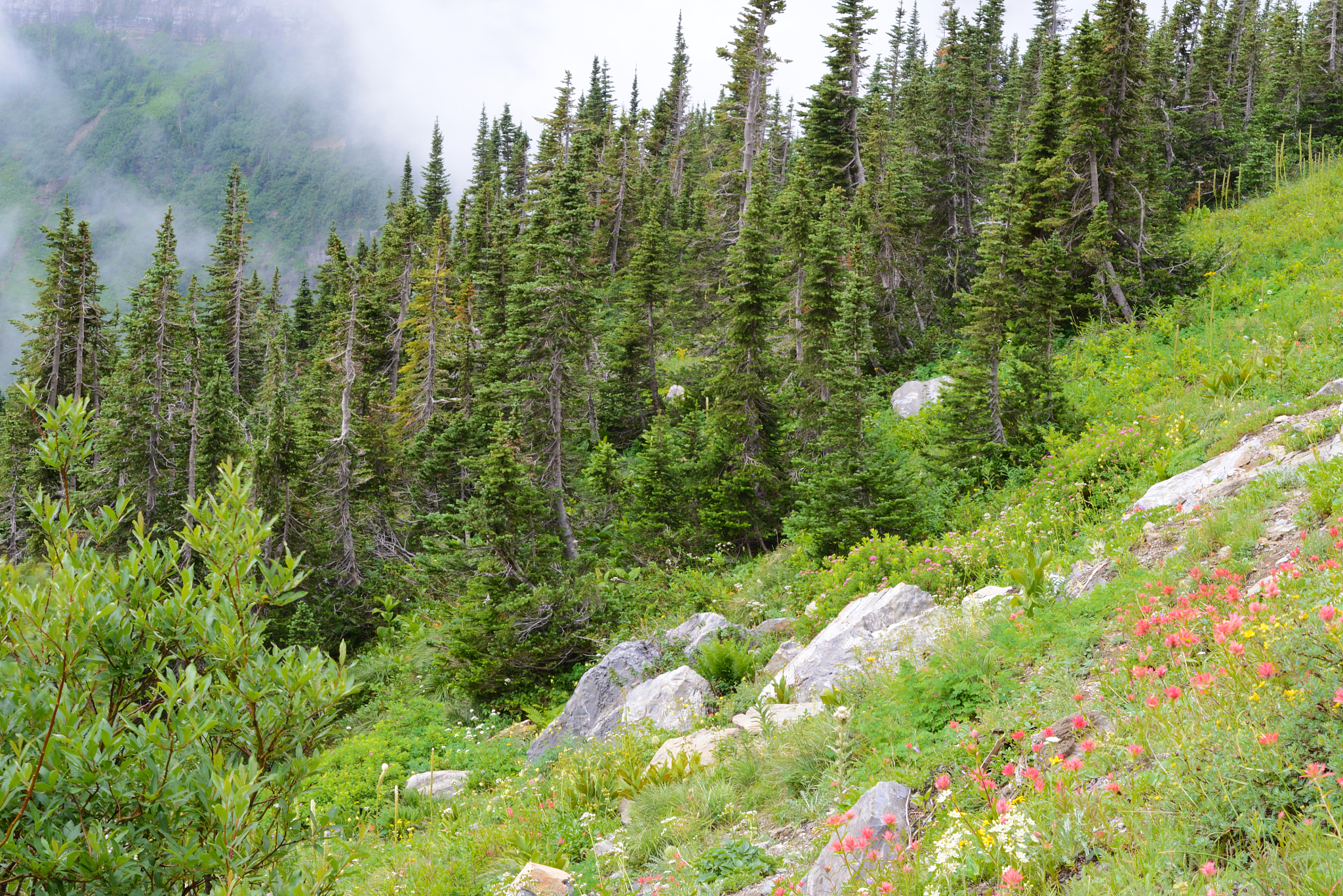 summer wildflowers and fog in glacier national park.