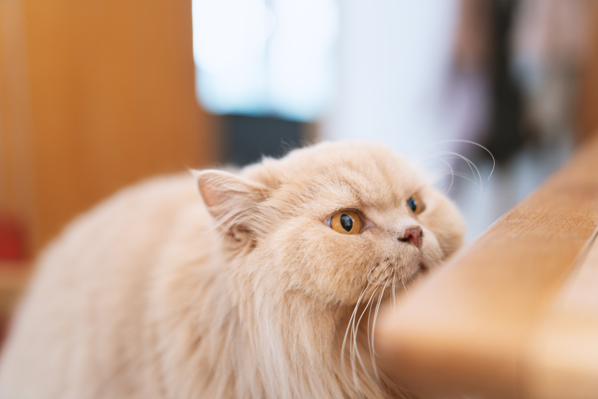 以一名猫咪主人的口吻写篇500字： 如何让你的猫咪更喜欢你？