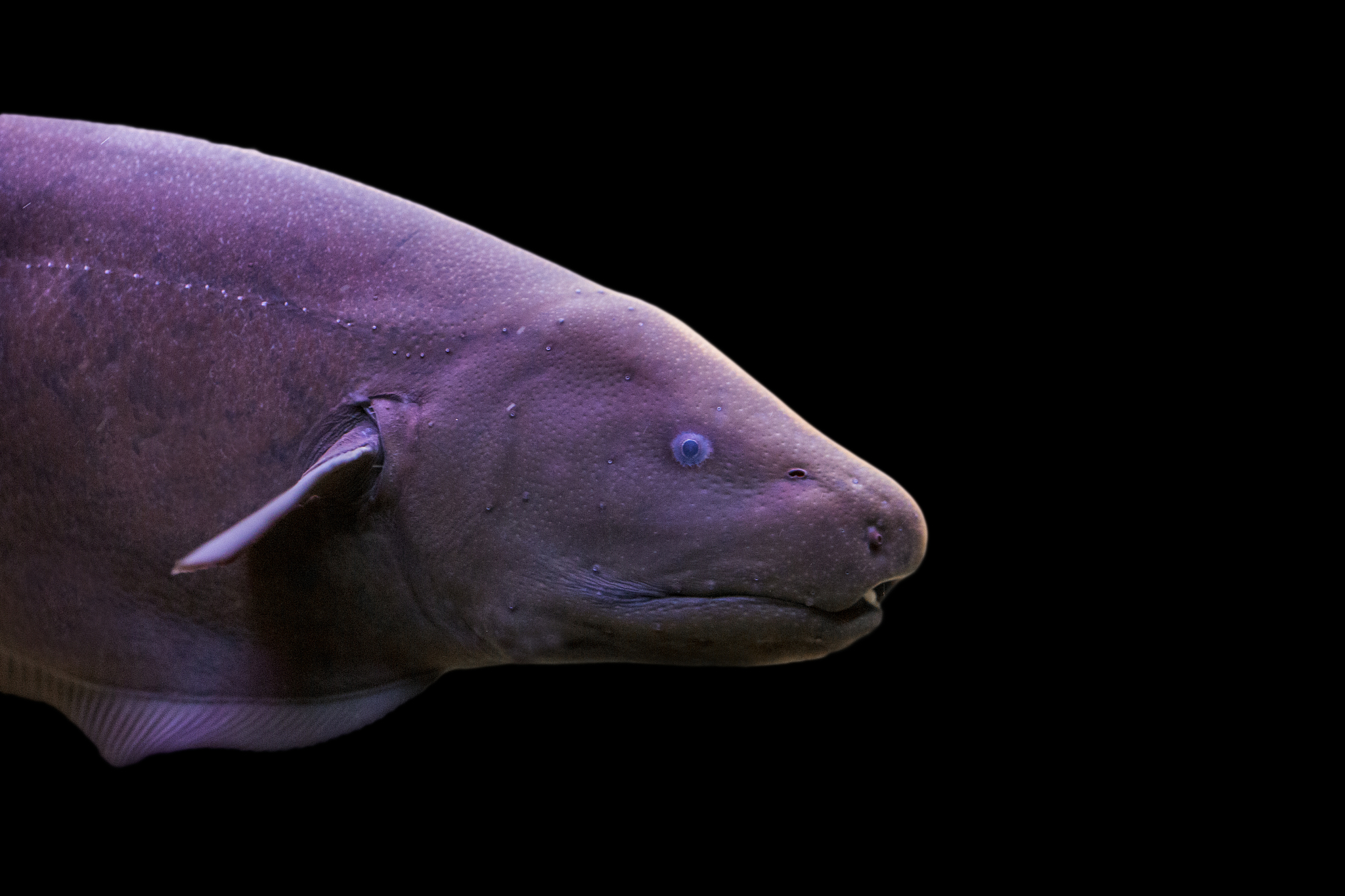 zwarte spook knifefish (apteronotus albifrons)
