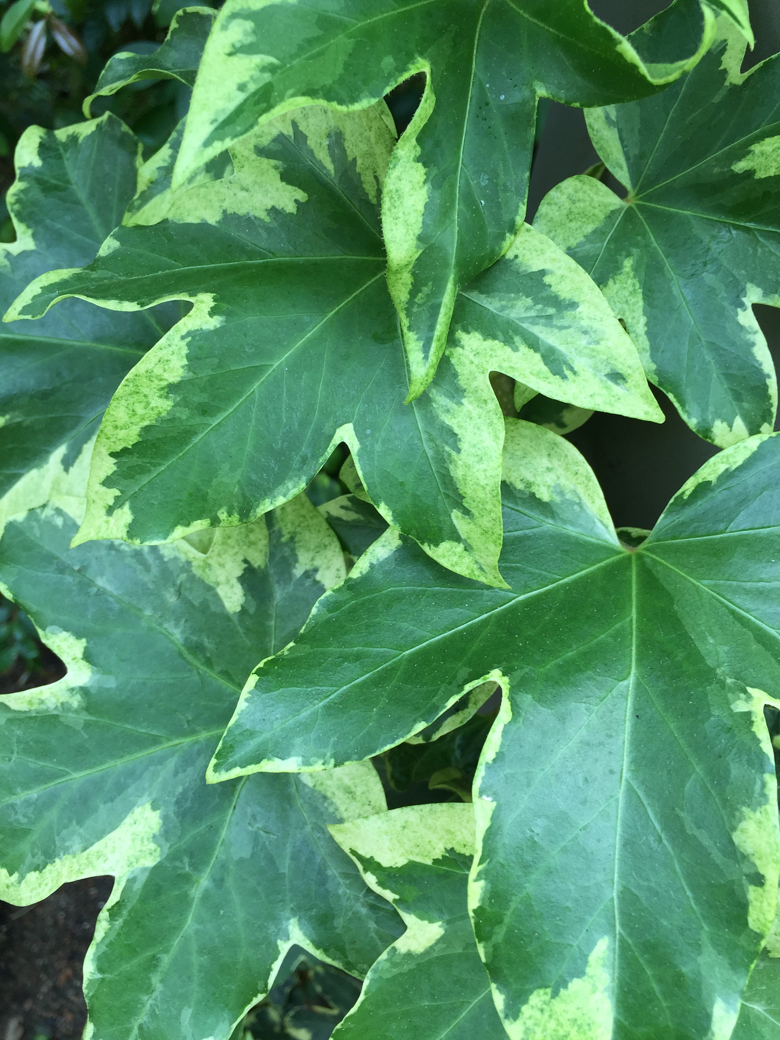 color stories - green