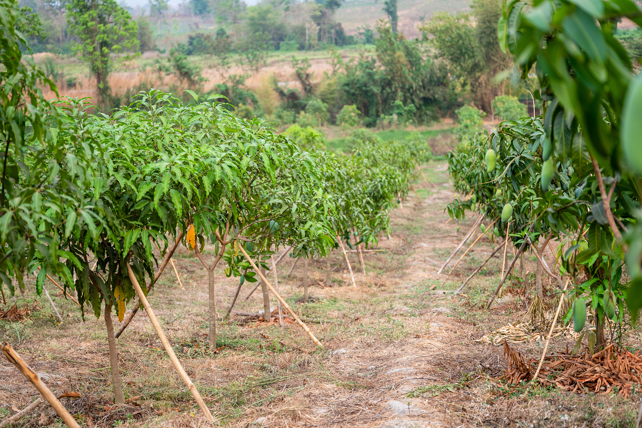 芒果要怎么种植什么阶段需要什么肥料喝农药。