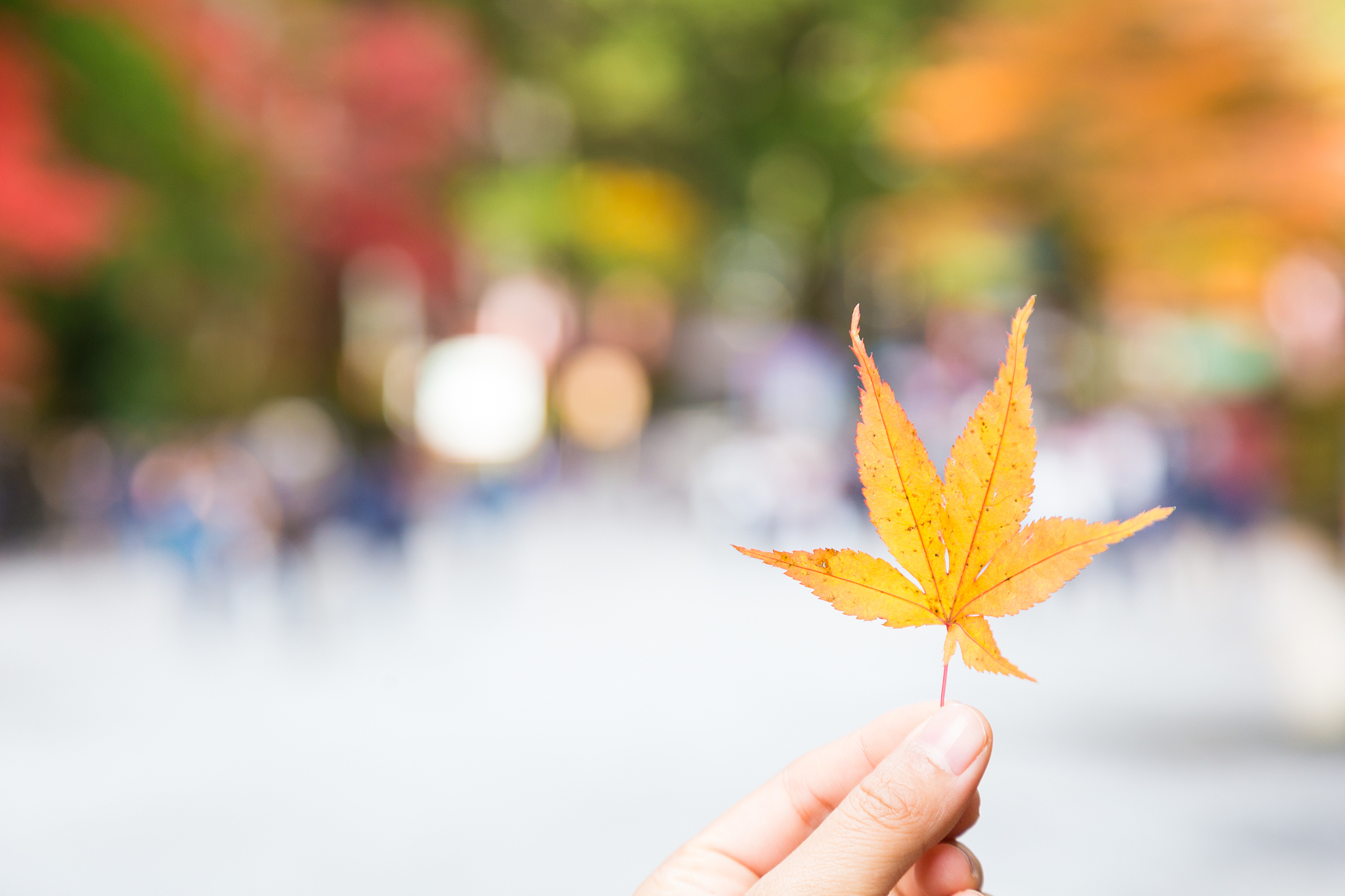 close-up of hand holding maple leaf during autumn