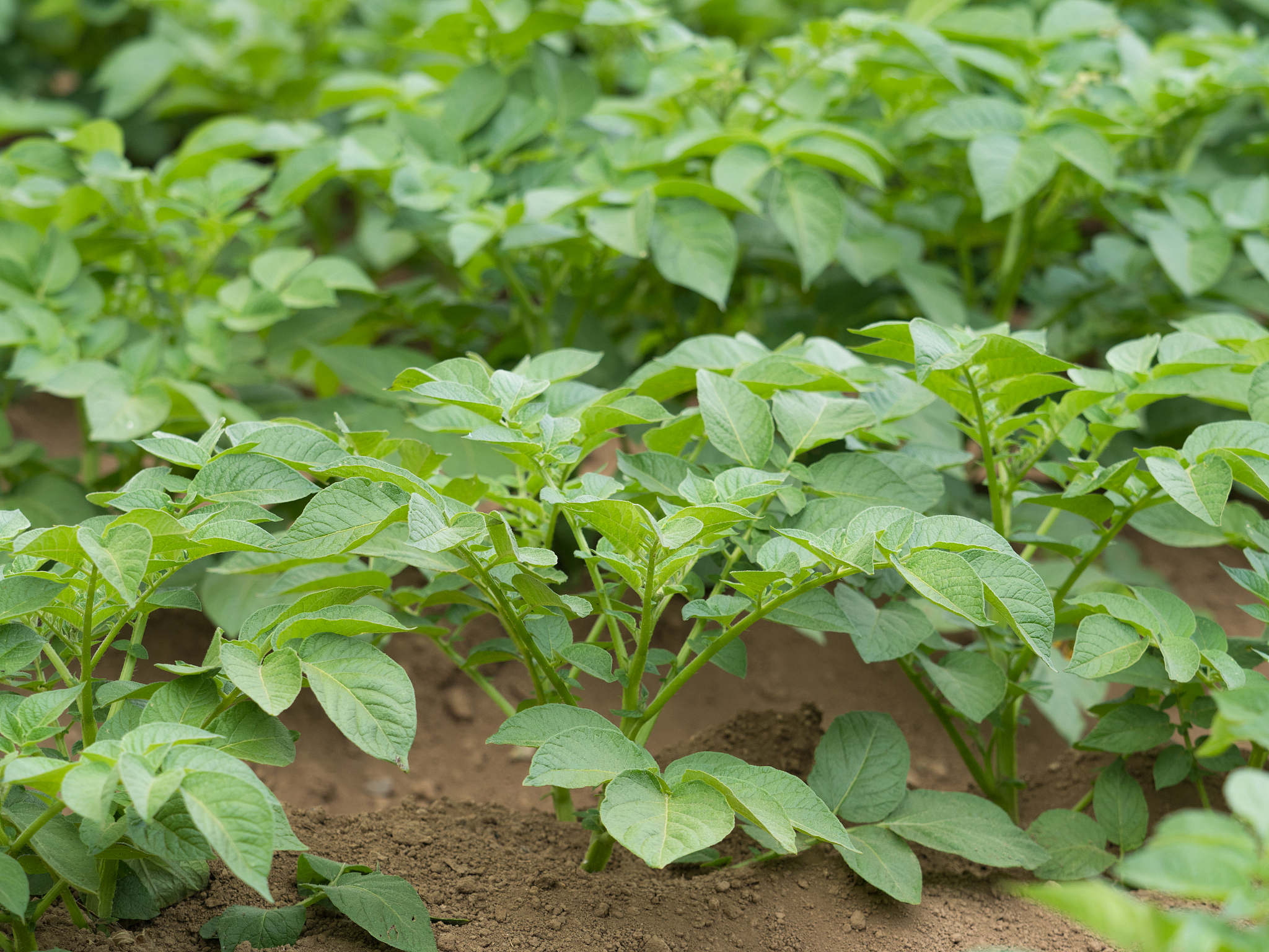 potato field