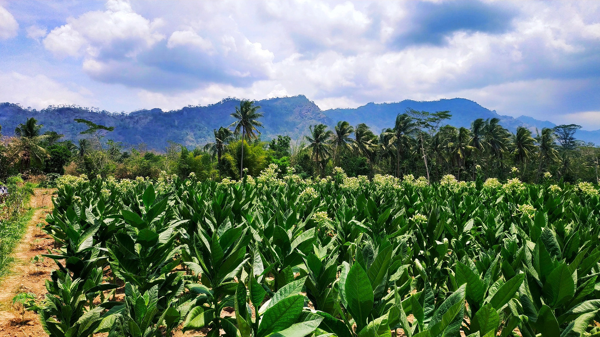 毕节农业学校专业介绍：烟草技术及管理专业值得报考吗？