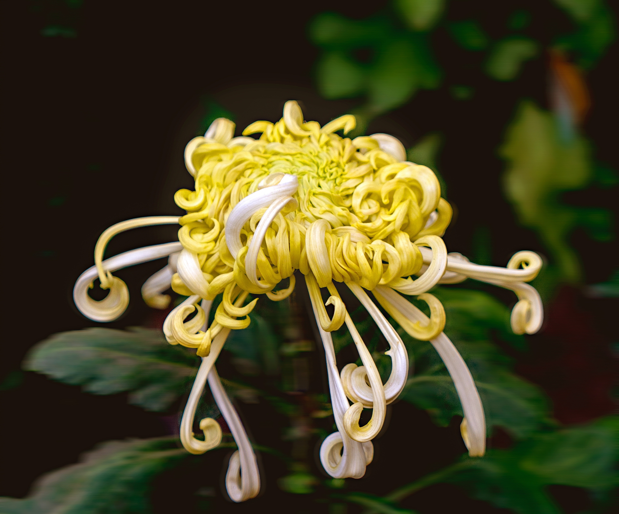 养菊花日记：从花苞到凋谢，记录我的菊花成长之旅