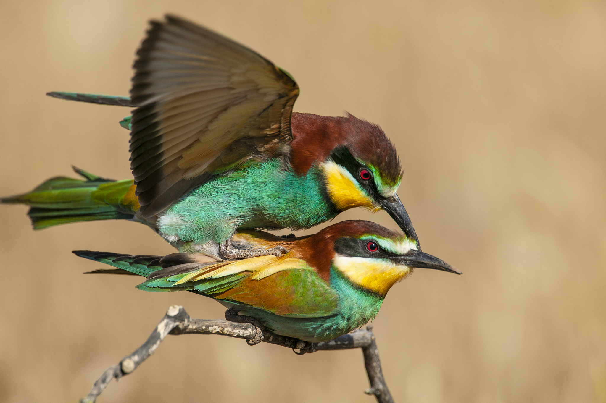 按正规代码格式排序参数名称	参数类型	是否必填	备注内容url	String	必填	解析地址