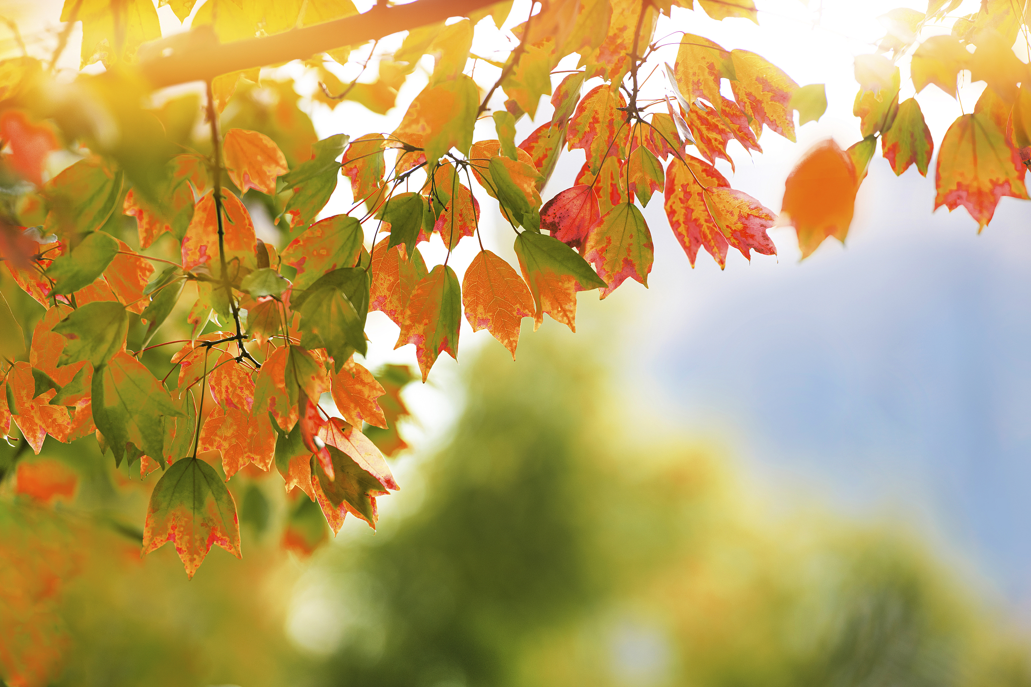 秋之颂：感受金秋的温暖与神奇