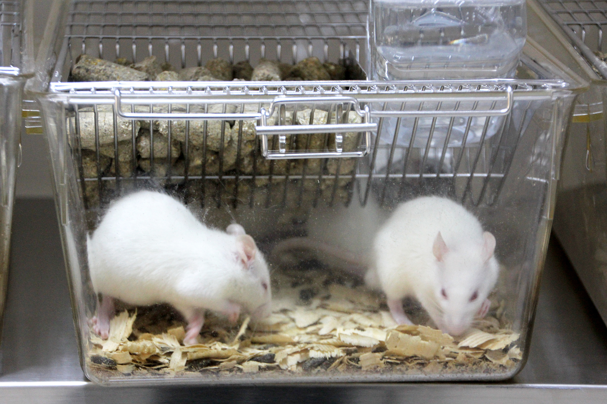 实验动物技术专科专业怎么样？